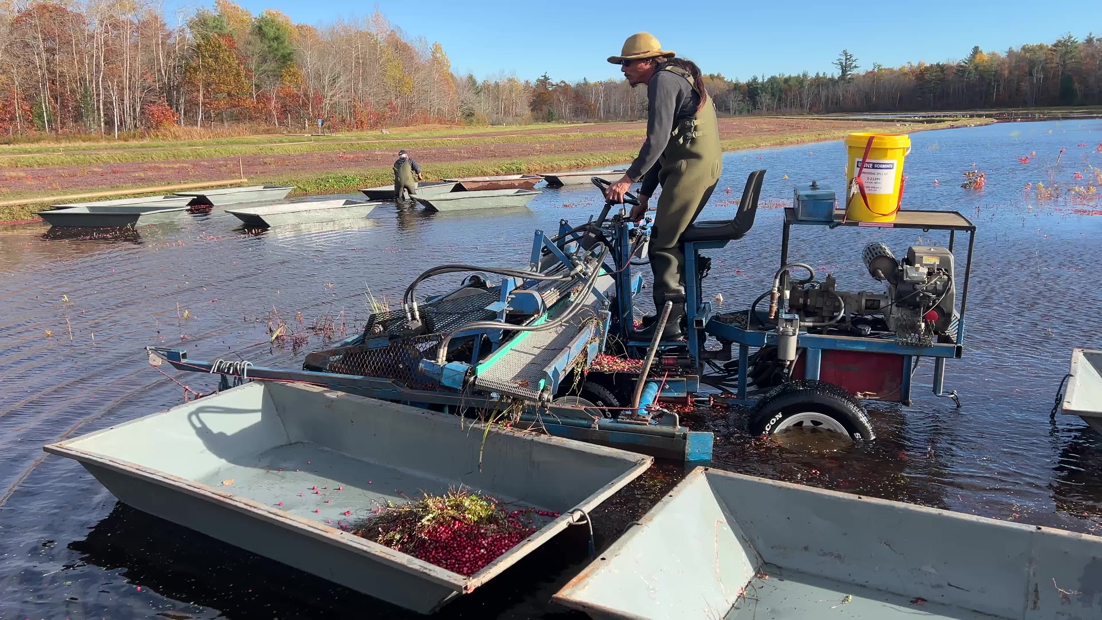 Cranberry Harvest in Canada