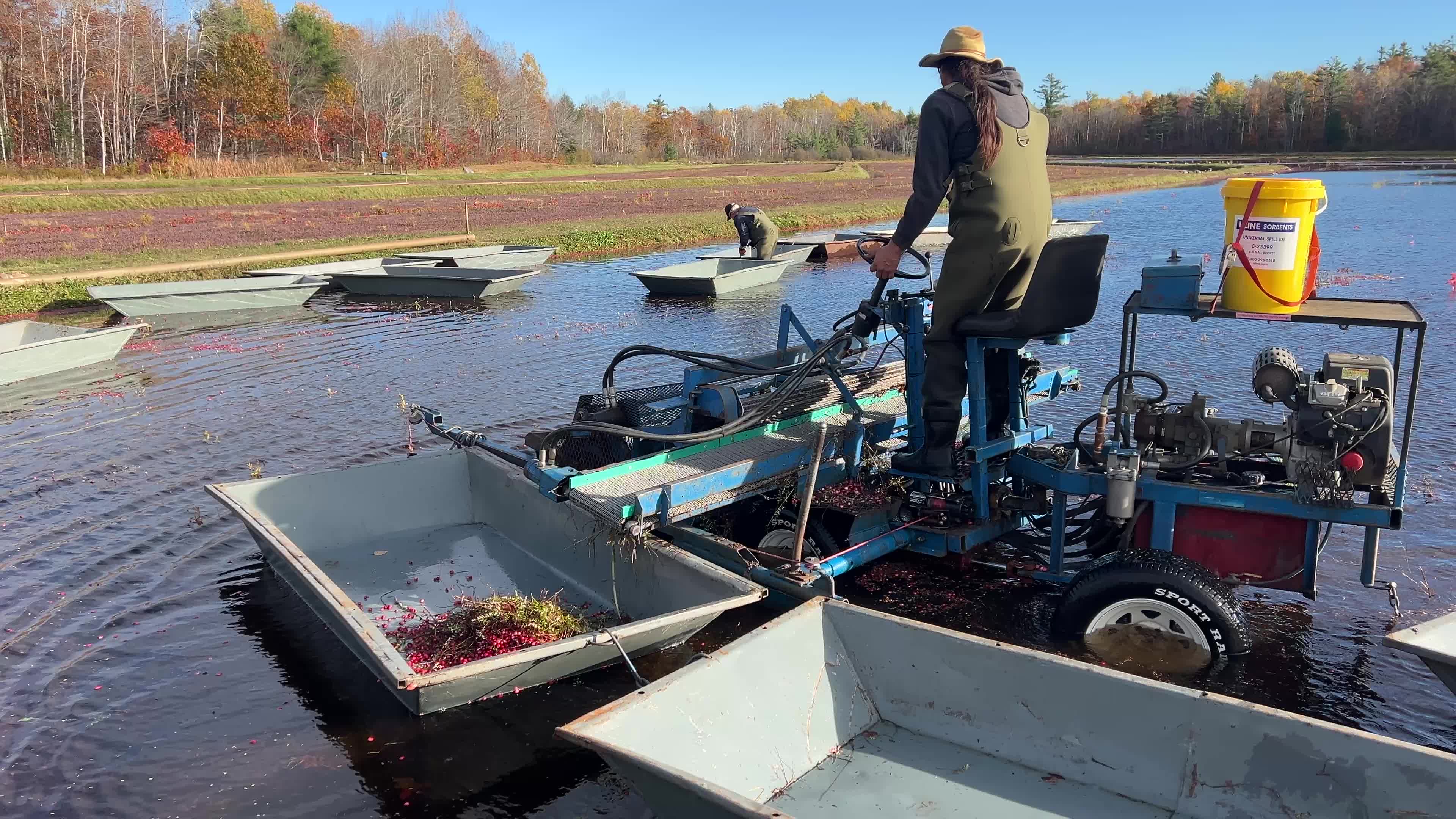 Cranberry Harvest in Canada