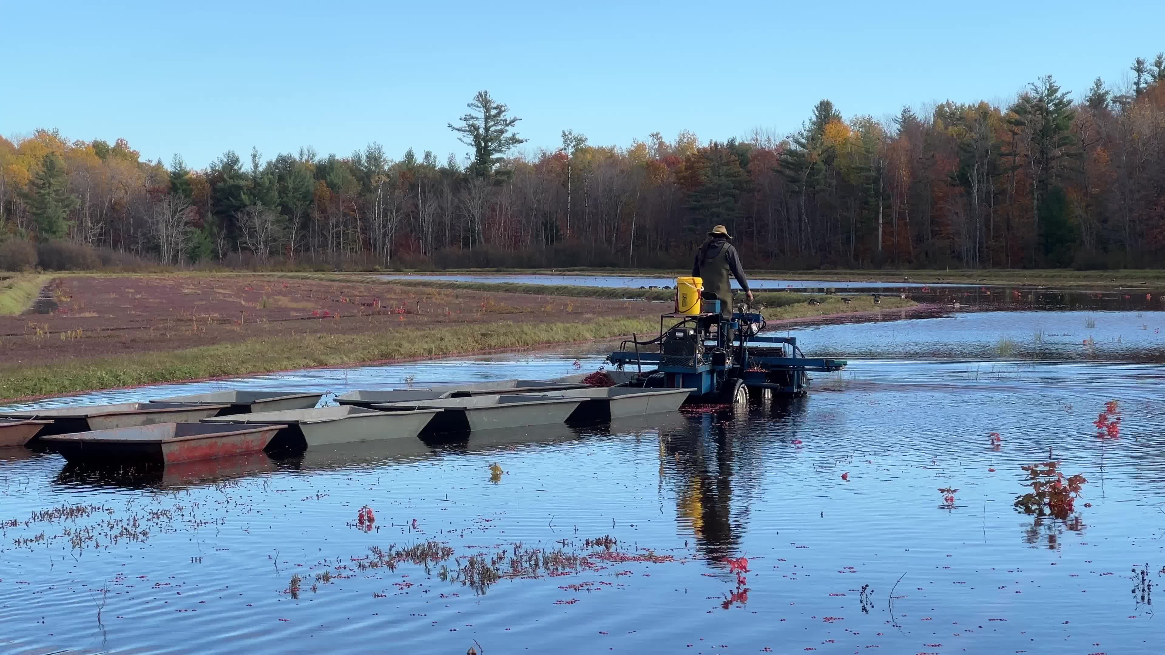 Cranberry Harvest in Canada