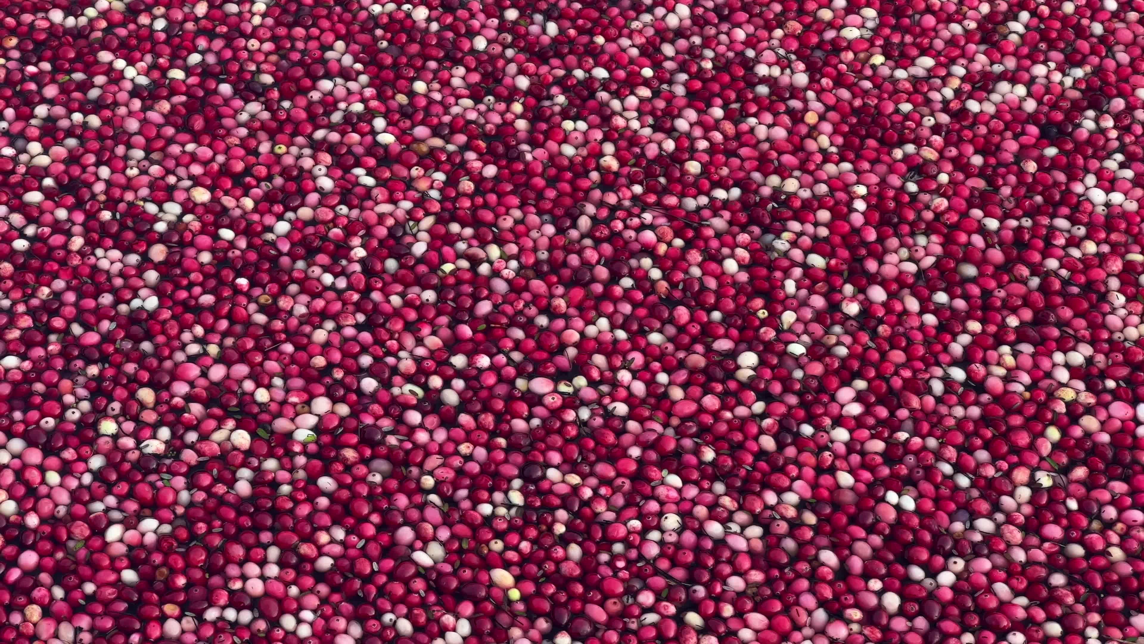 Cranberry Harvest in Canada