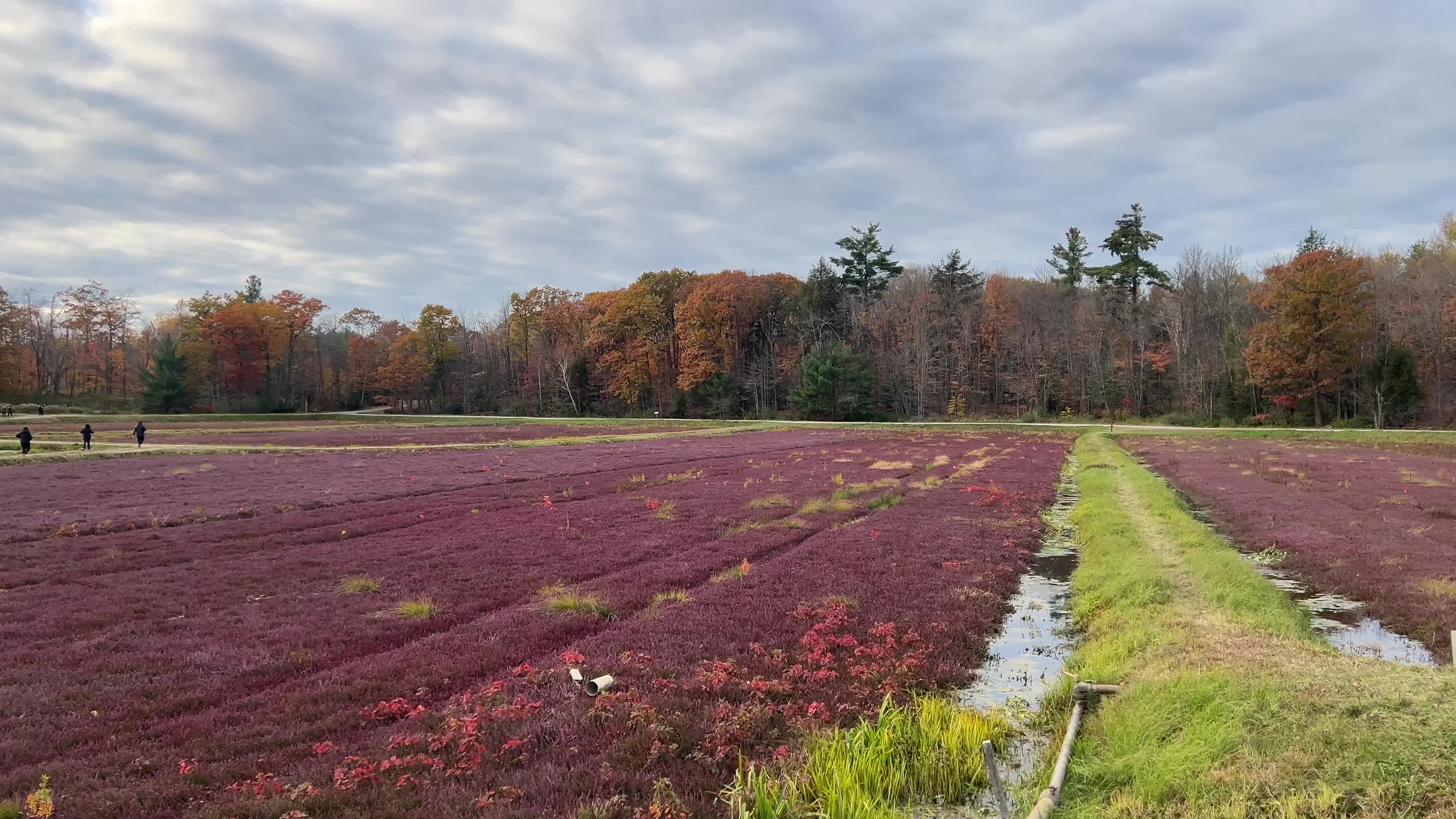 Cranberry Harvest in Canada