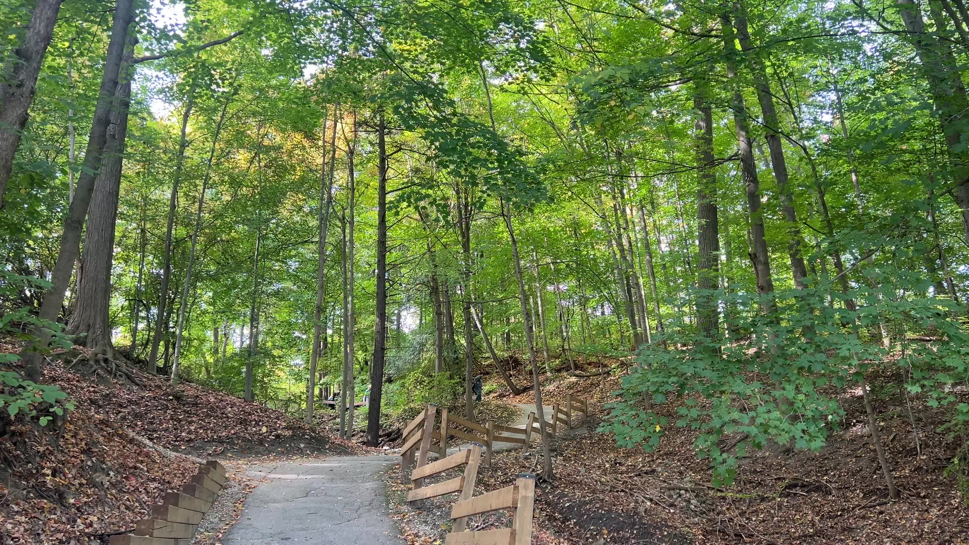Forest in Markham