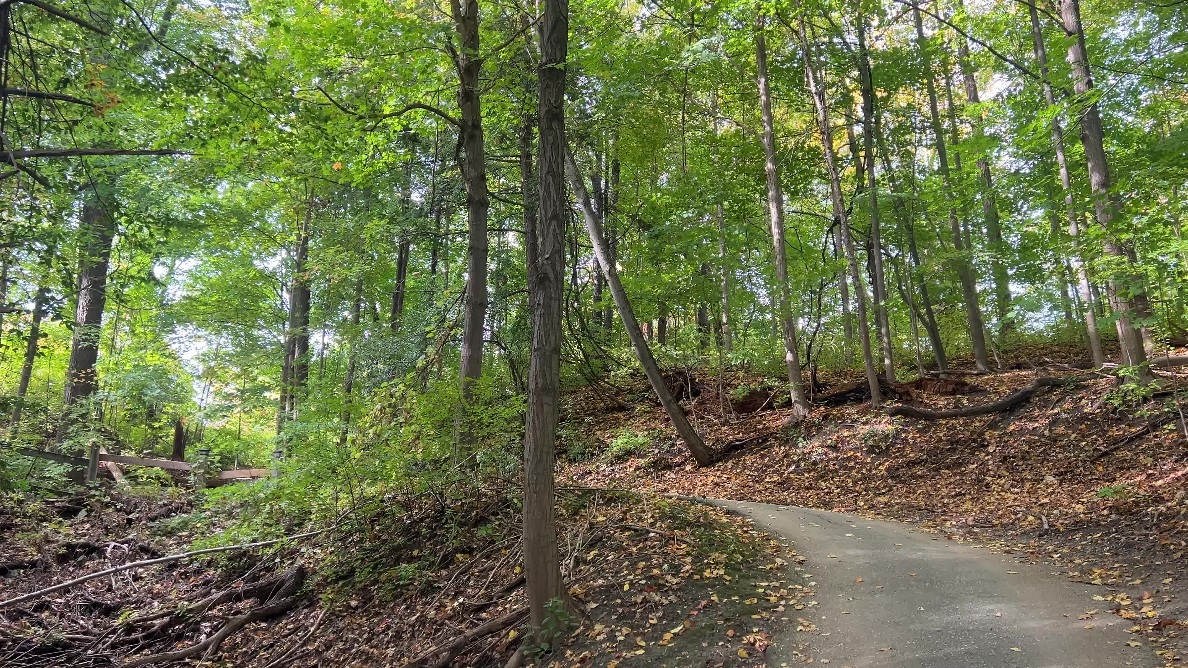 Forest in Markham