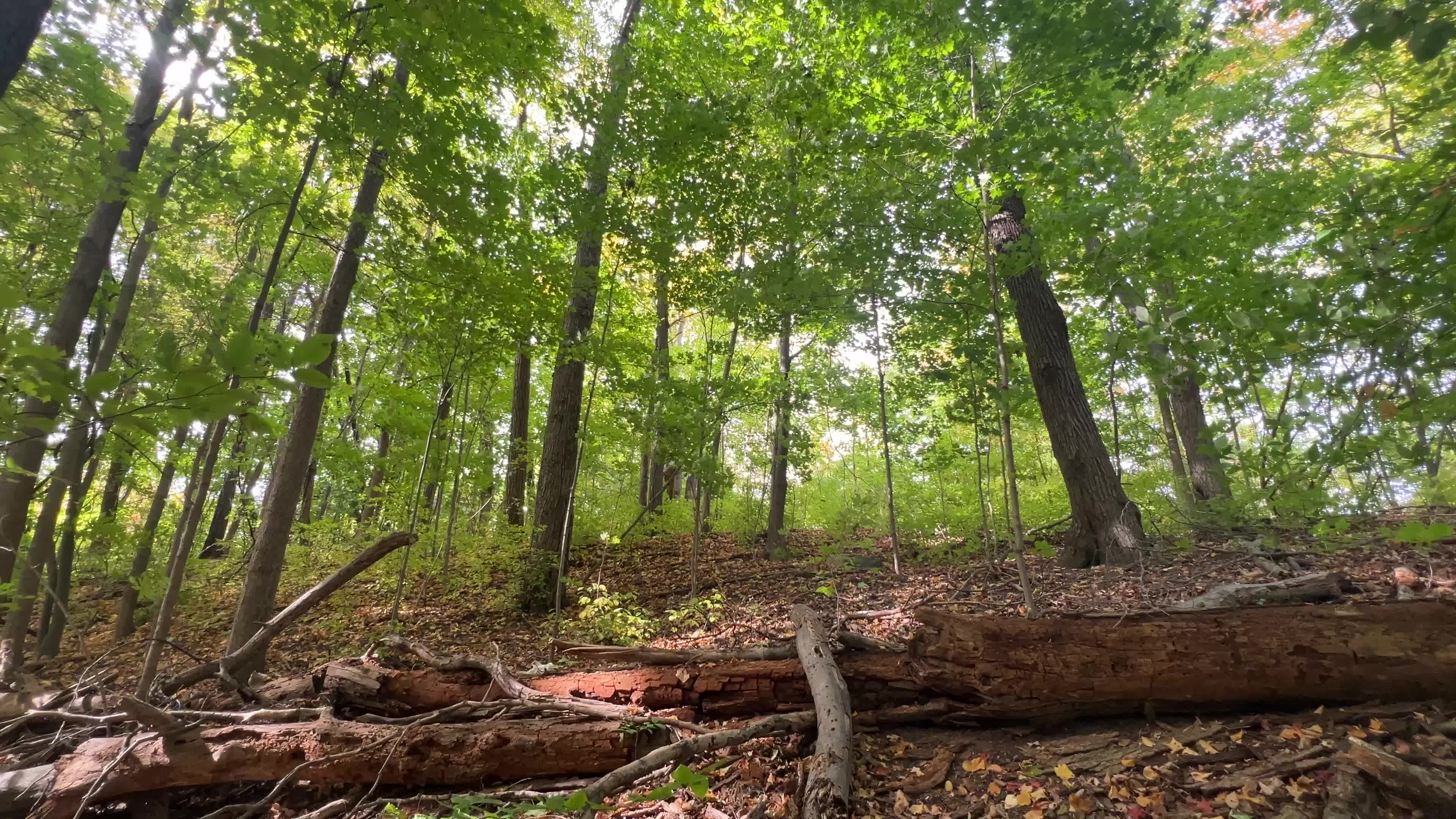 Forest in Markham