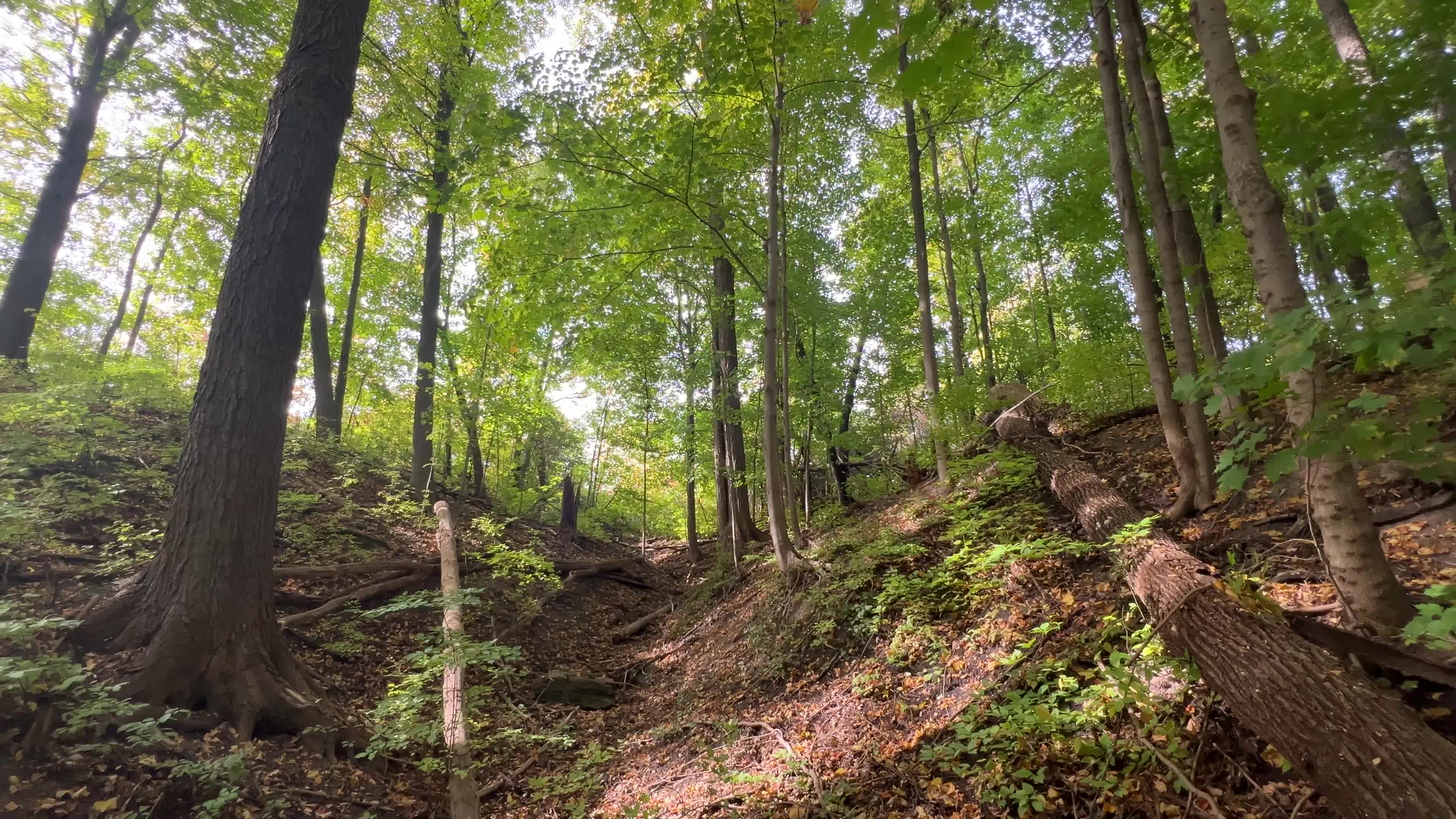 Forest in Markham