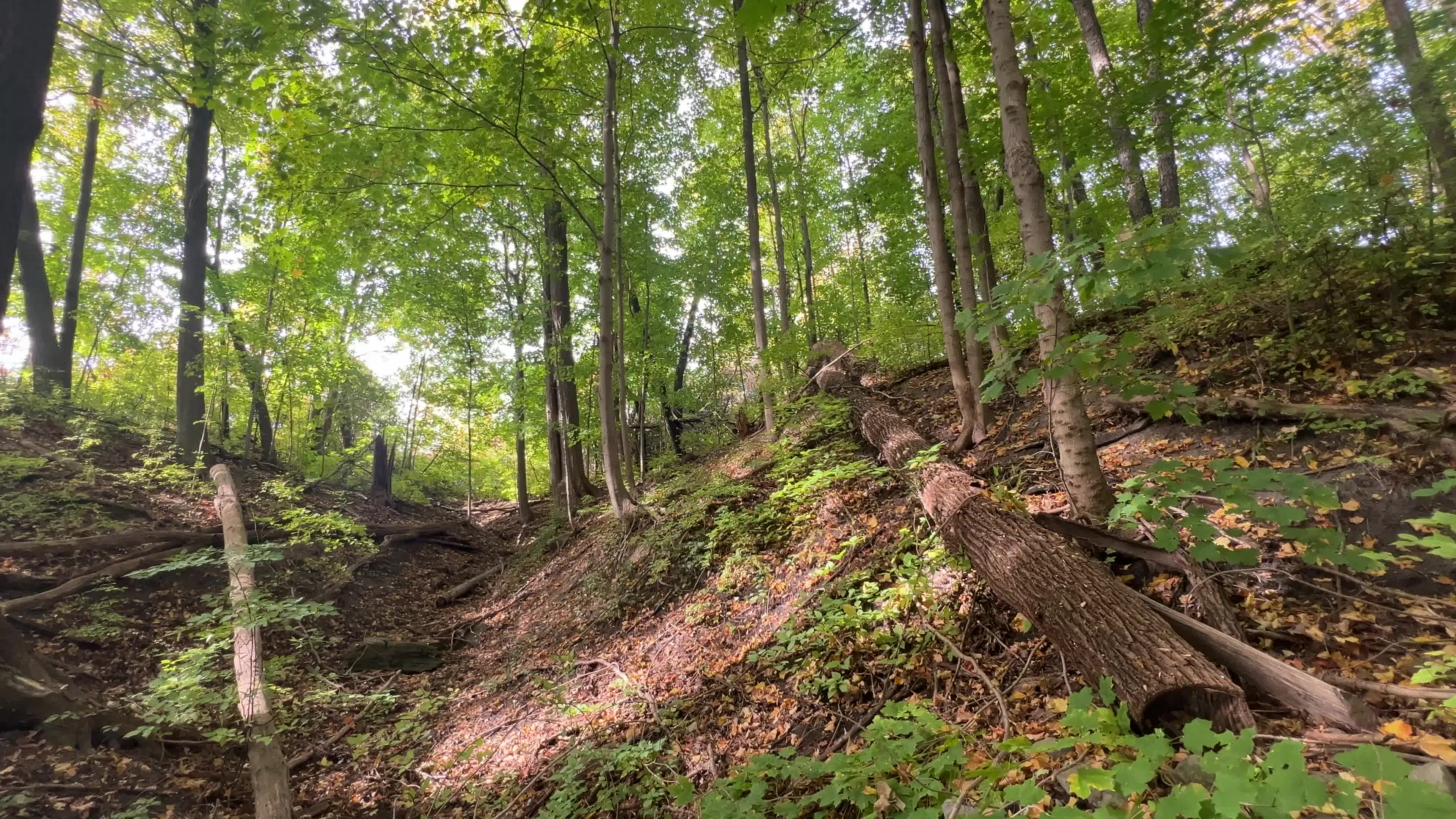 Forest in Markham