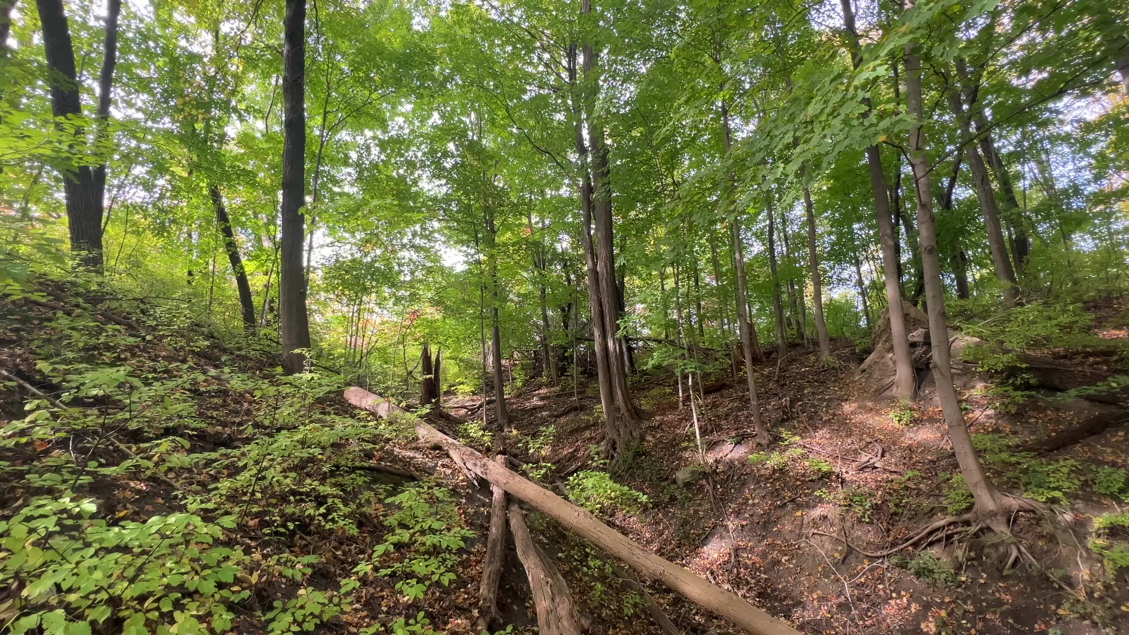 Forest in Markham