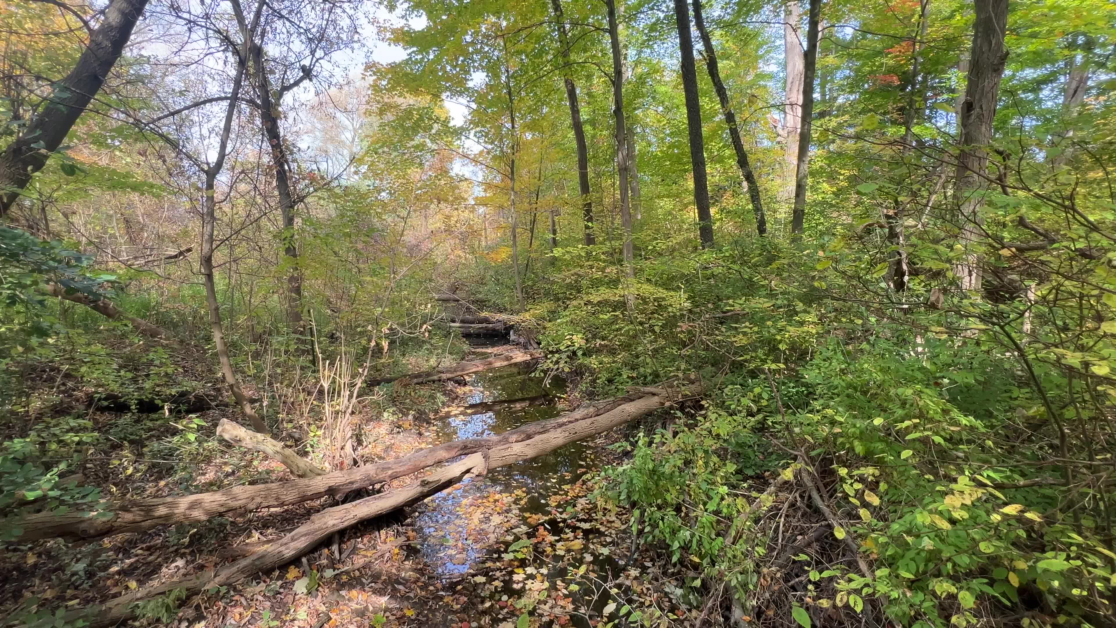 Forest in Markham