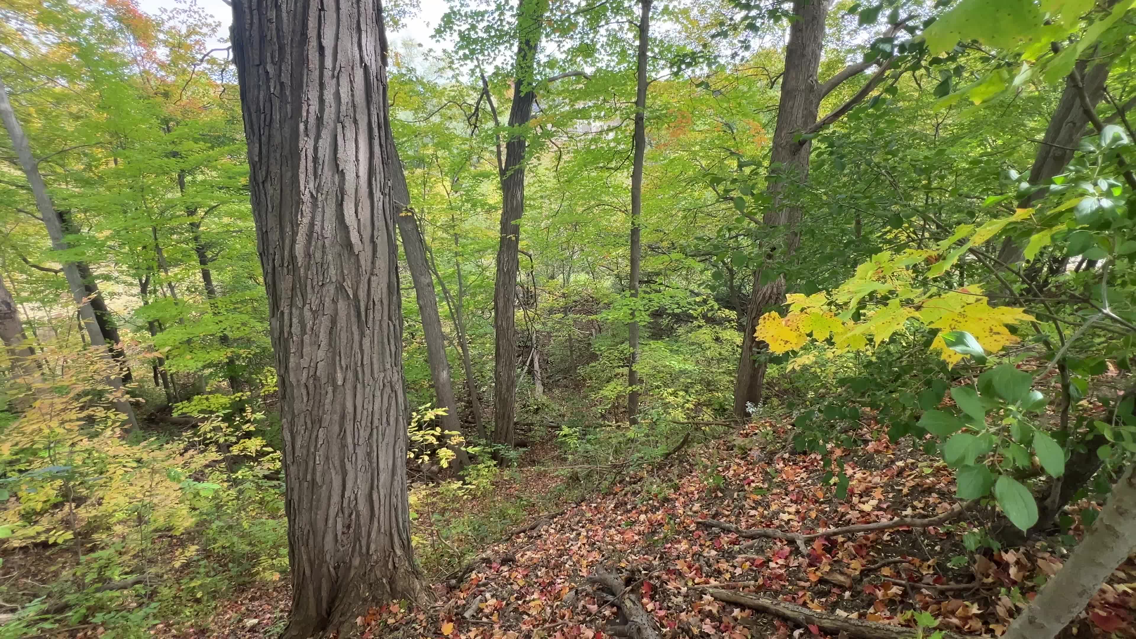 Forest in Markham
