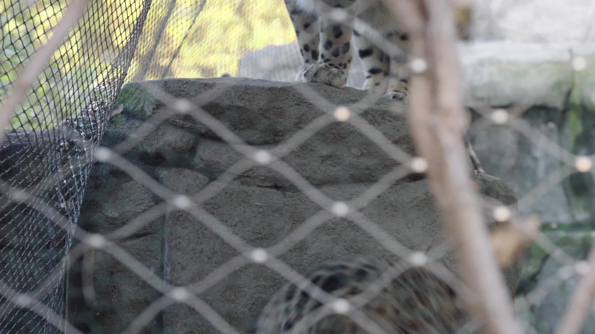 Snow leopard cubs make outdoor debut at Warsaw Zoo