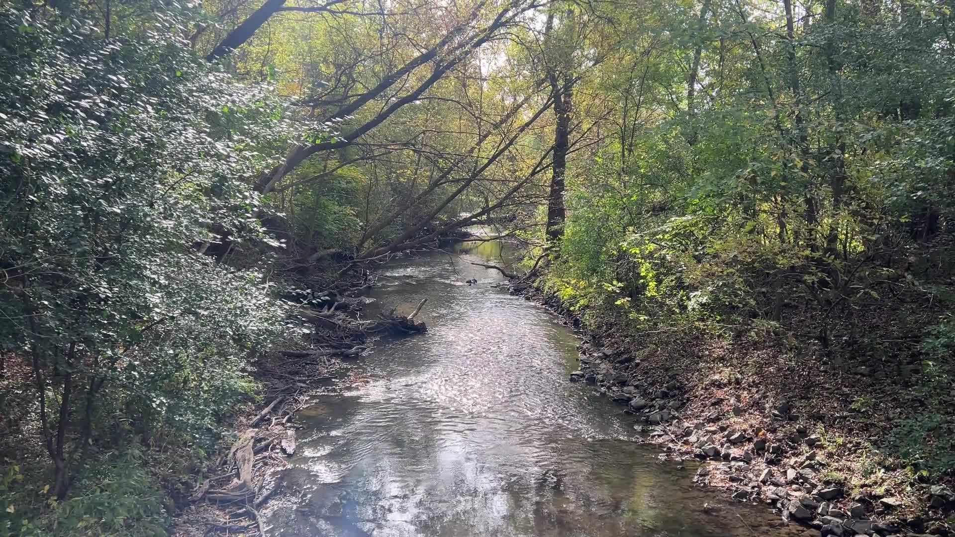 Forest in Markham - 10/10/2026
