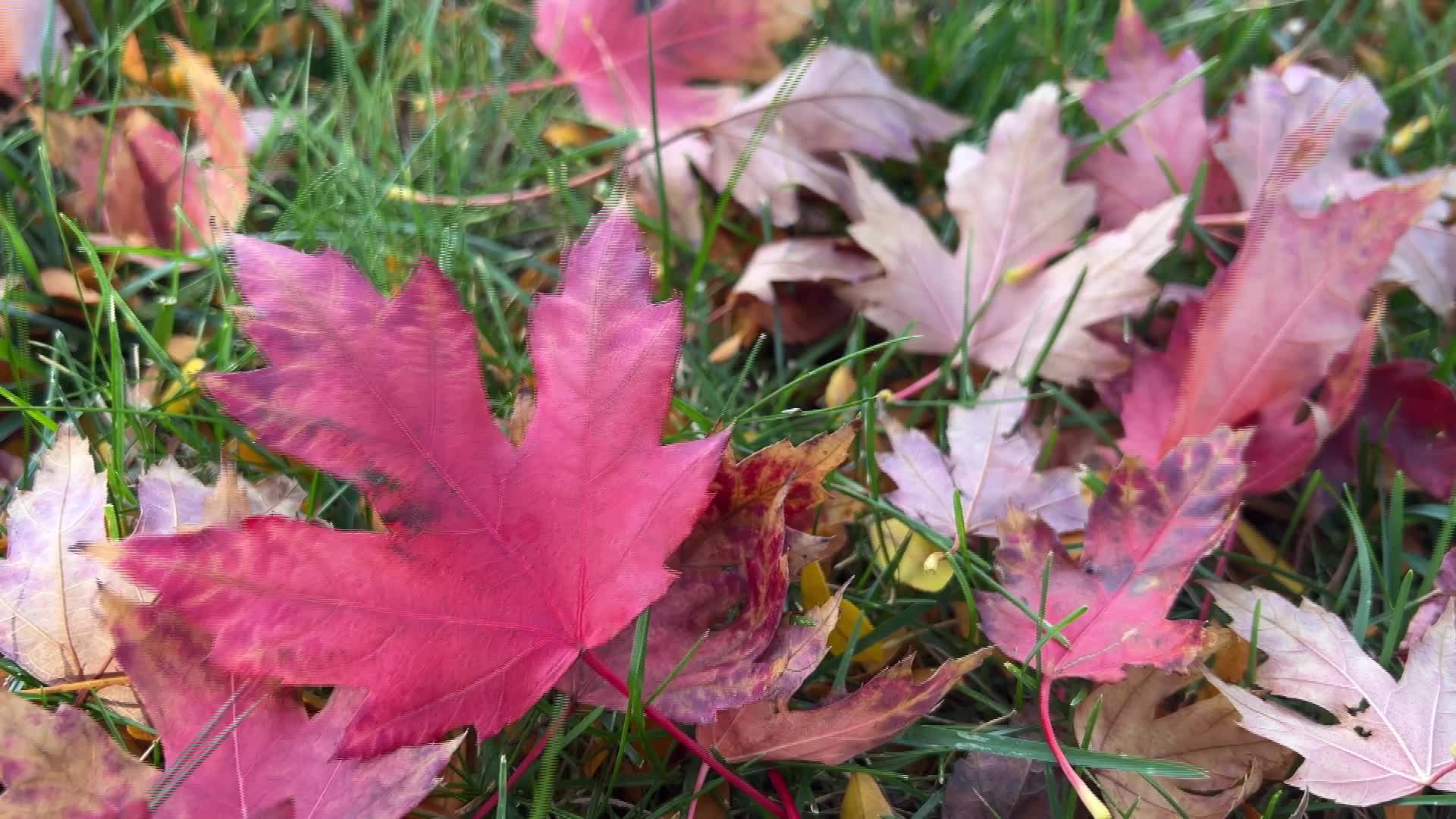 Colourful autumn leaves in Toronto, Canada - 10/12/2026