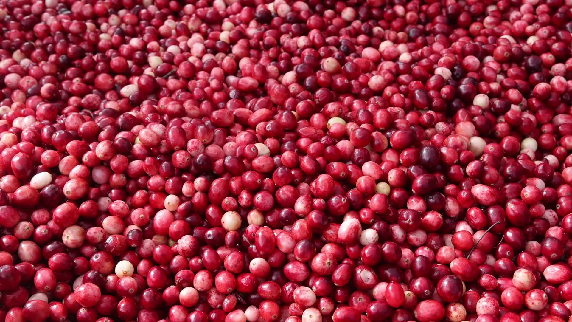 Bala Cranberry Festival - 10/17/2026