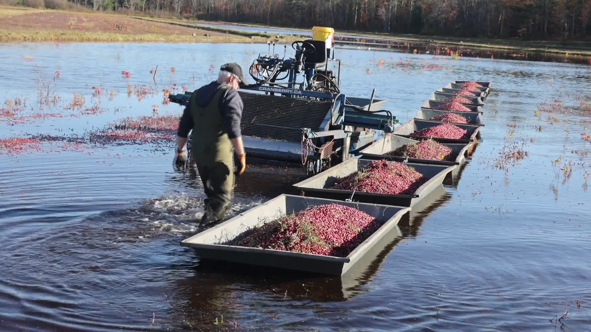 Cranberry Harvest in Canada - 10/17/2026
