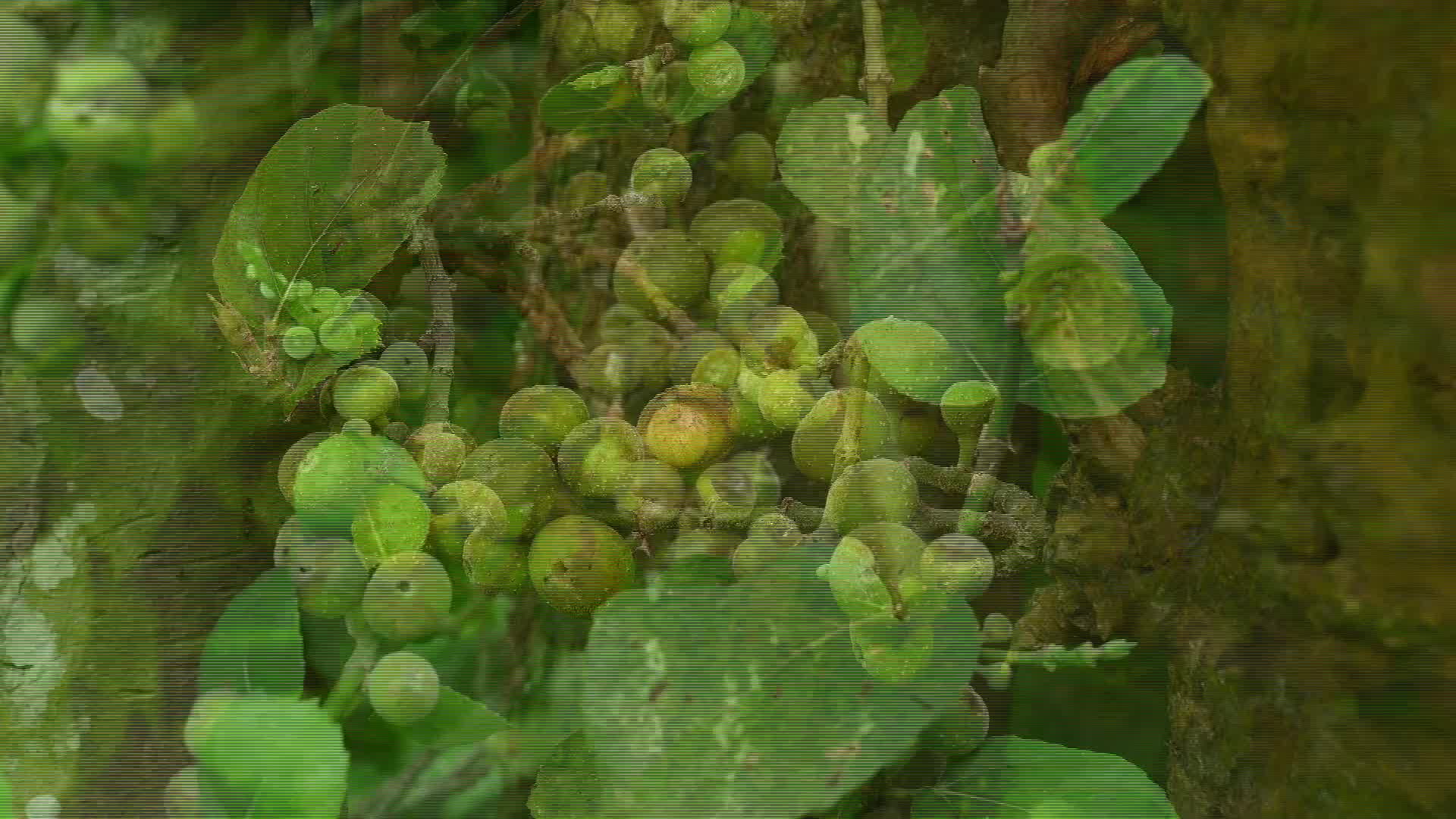 Fig - Ficus hispida - 10/01/2026