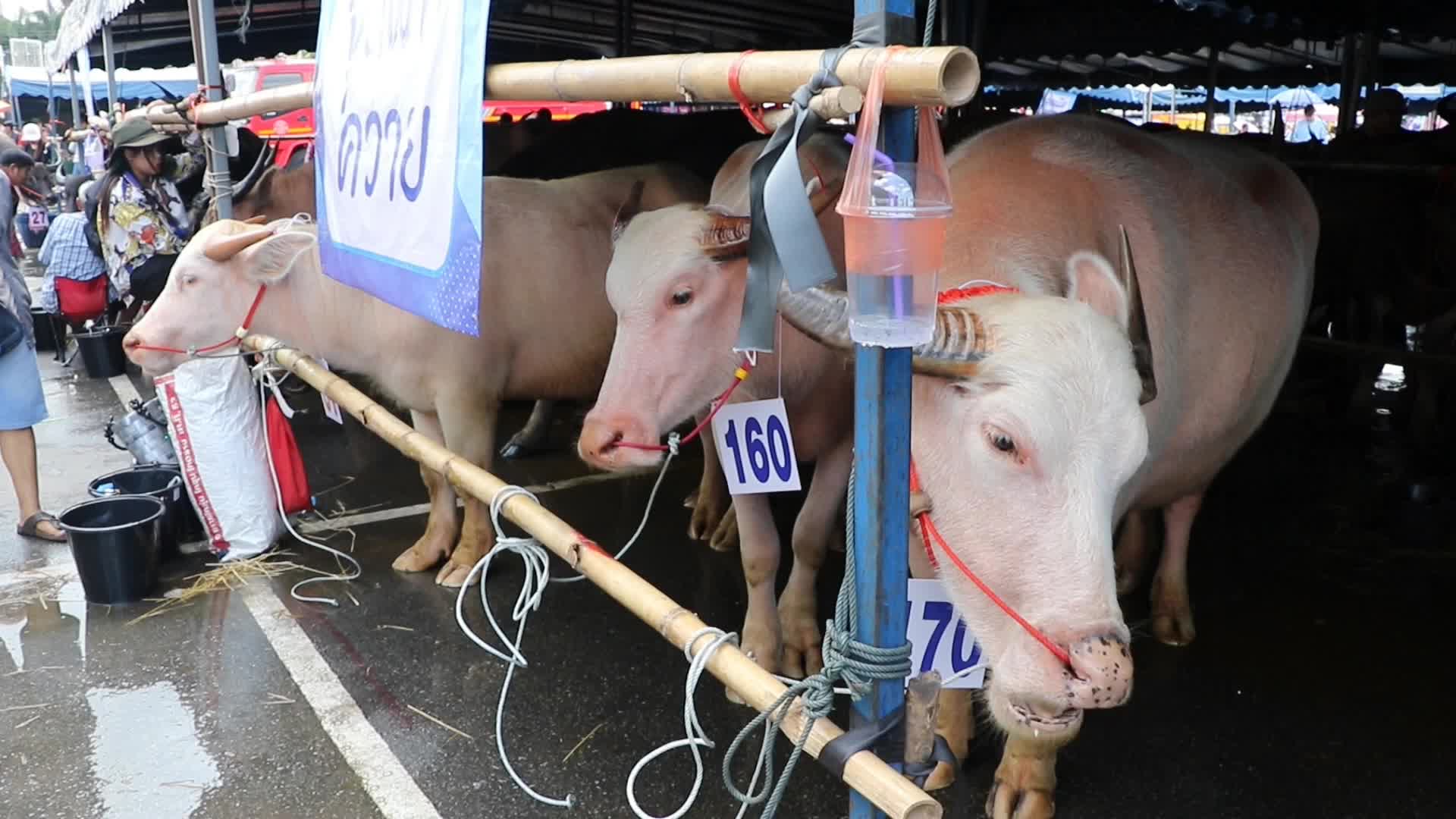Buffalo race the annual festival in Chonburi province, Thailand