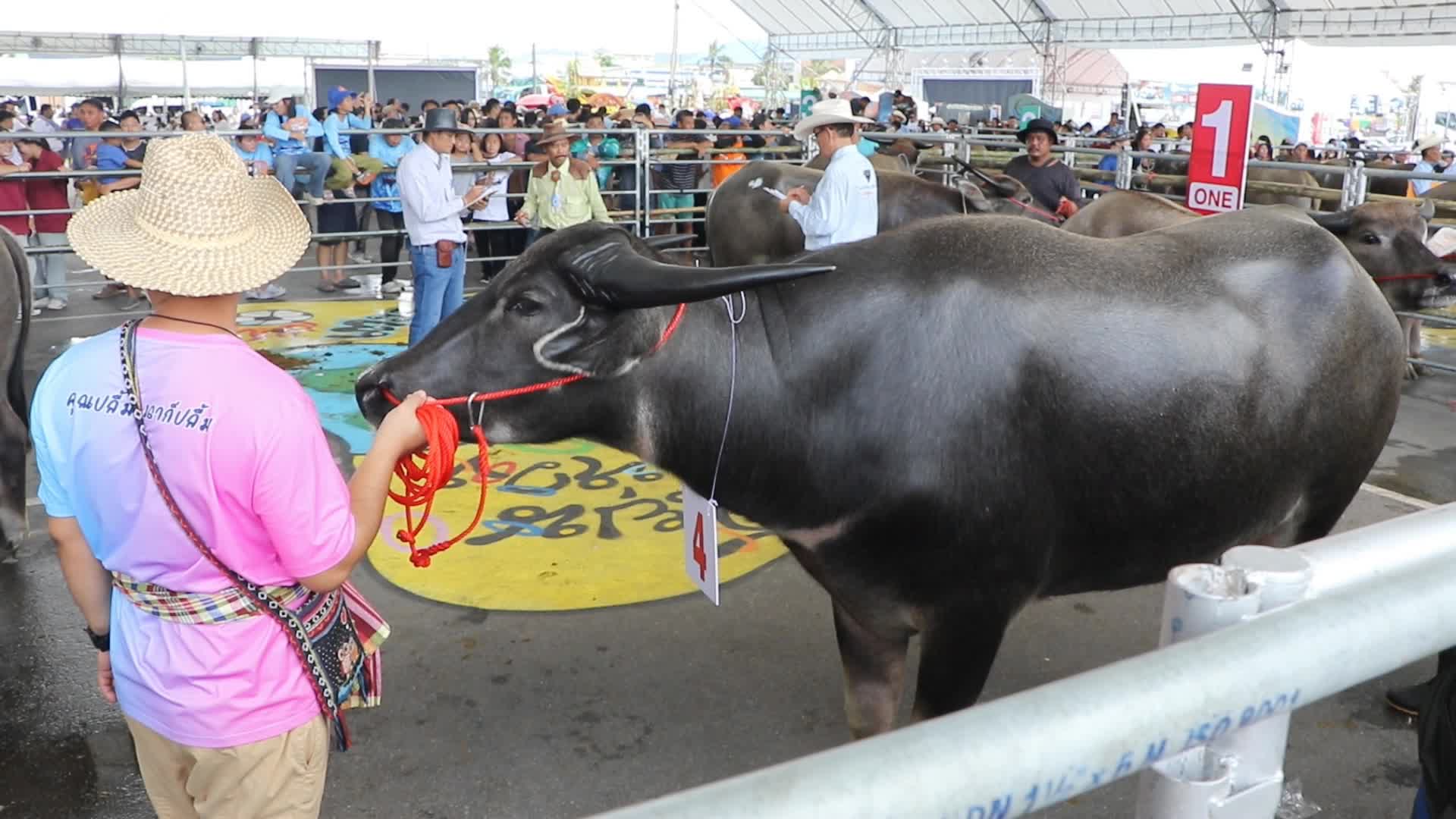 Buffalo race the annual festival in Chonburi province.
