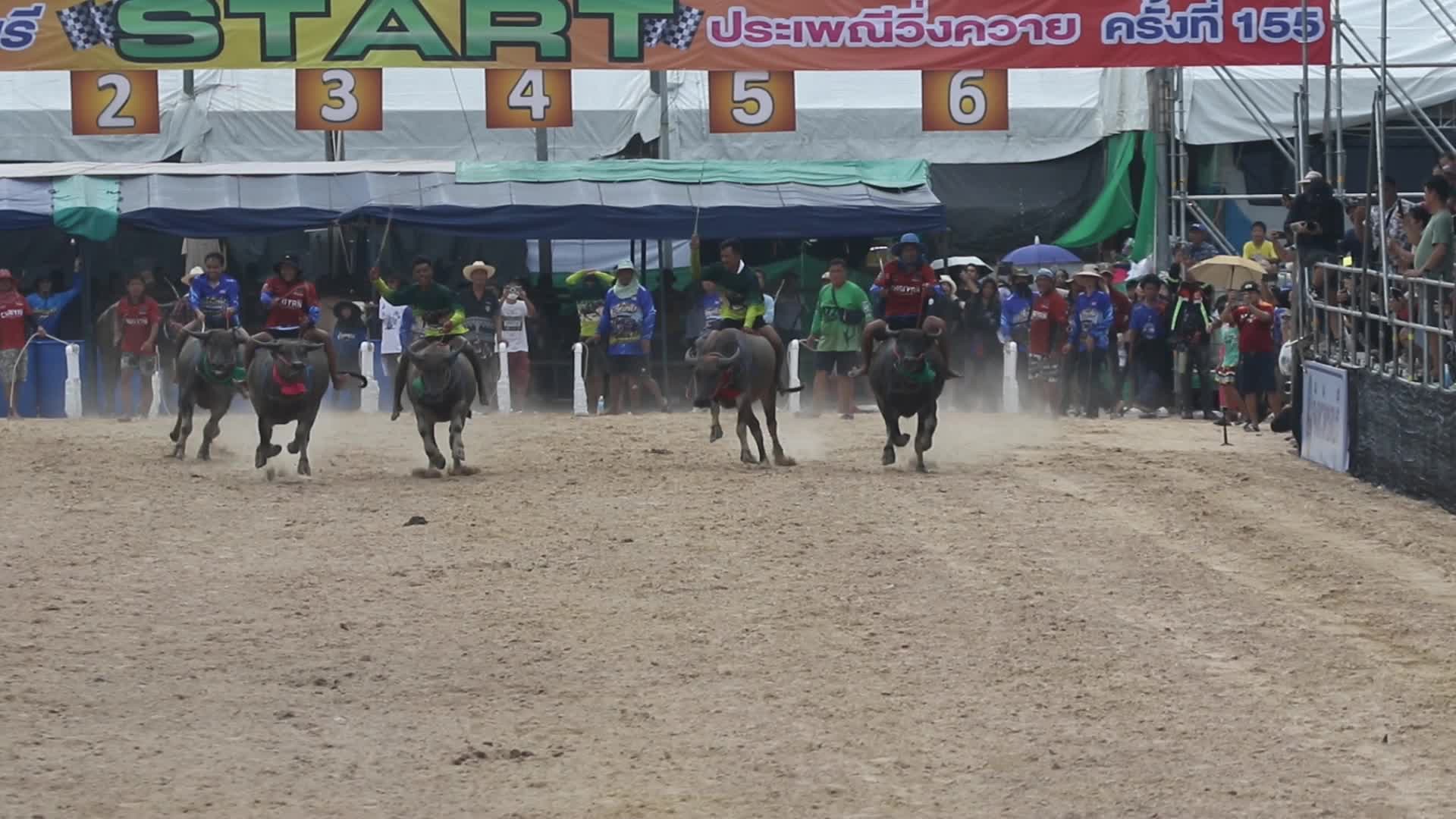 Buffalo race the annual festival in Chonburi province.