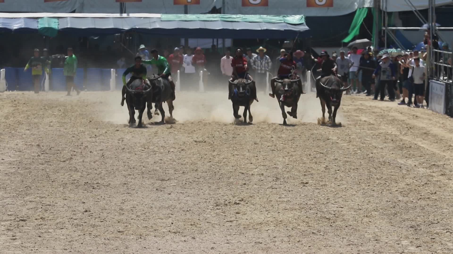 Buffalo race the annual festival in Chonburi province.