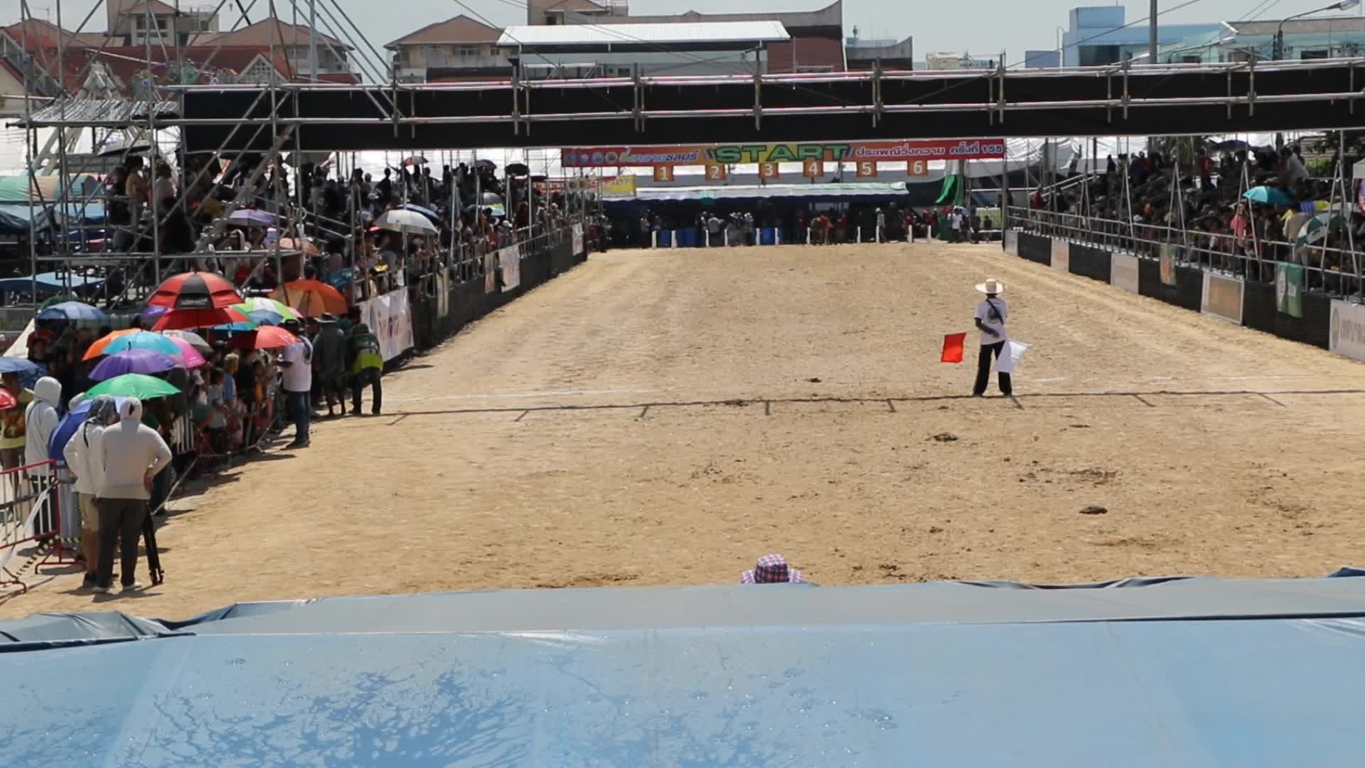Buffalo race the annual festival in Chonburi province.
