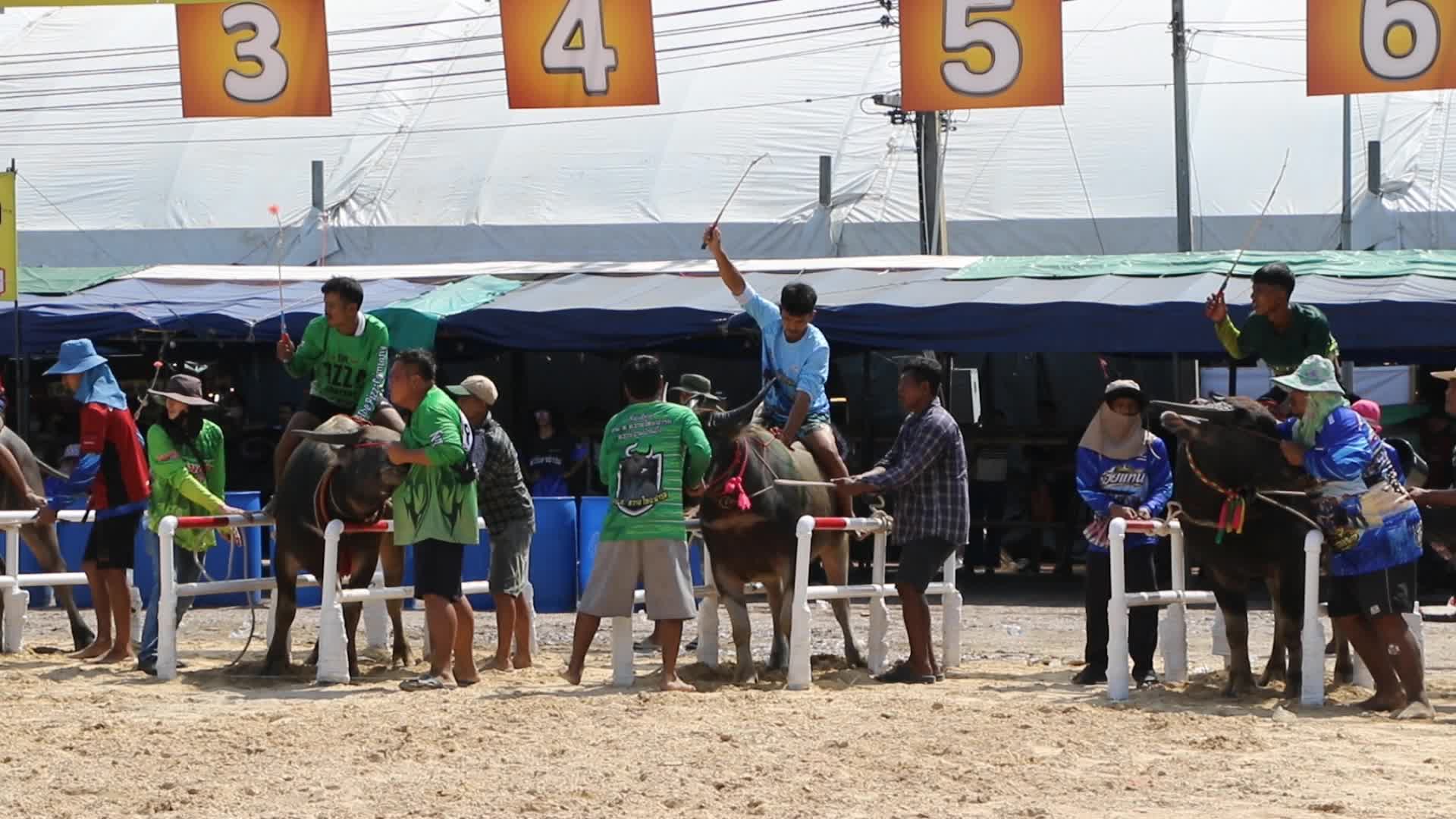 Buffalo race the annual festival in Chonburi province.