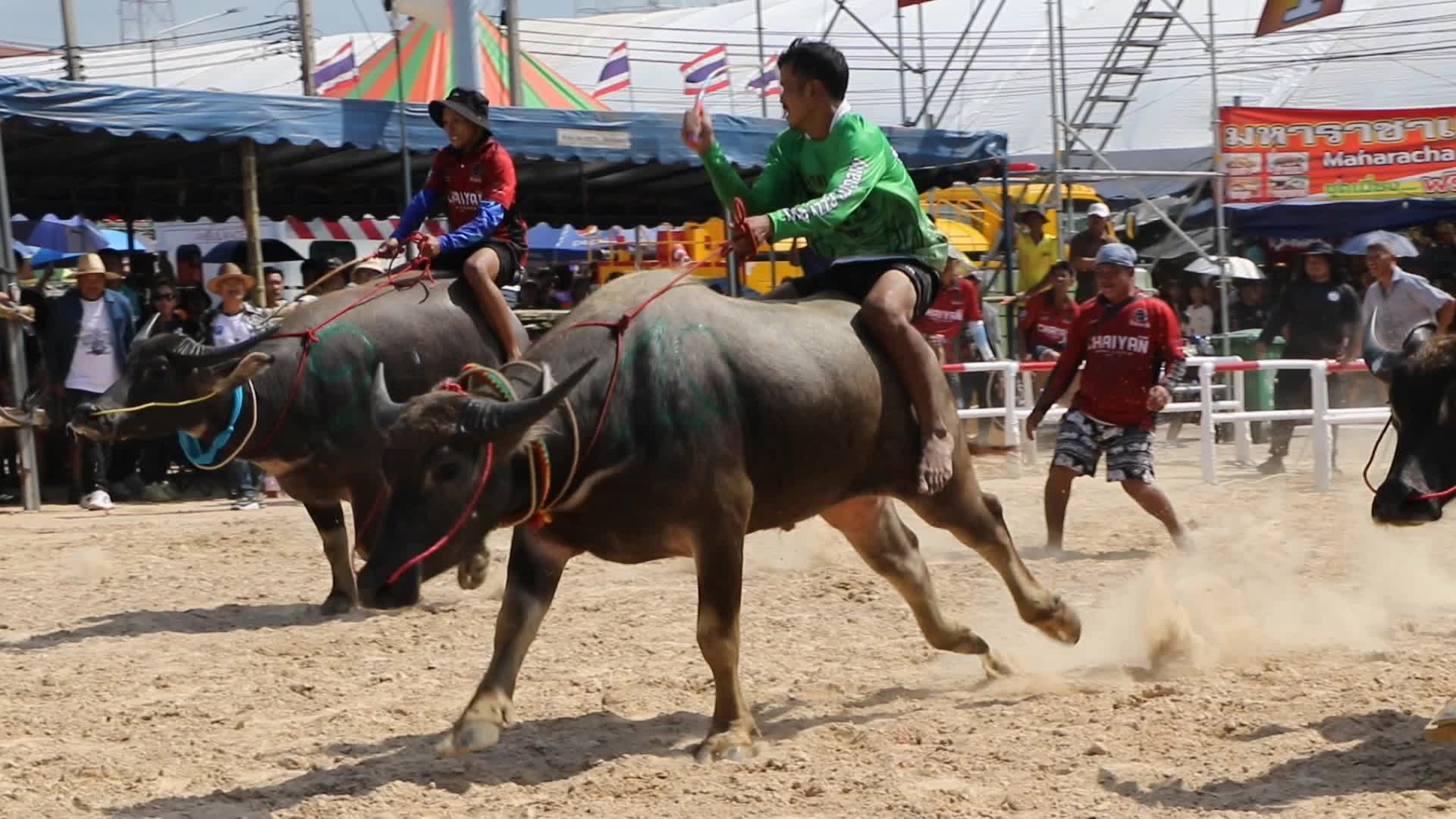 Buffalo race the annual festival in Chonburi province.