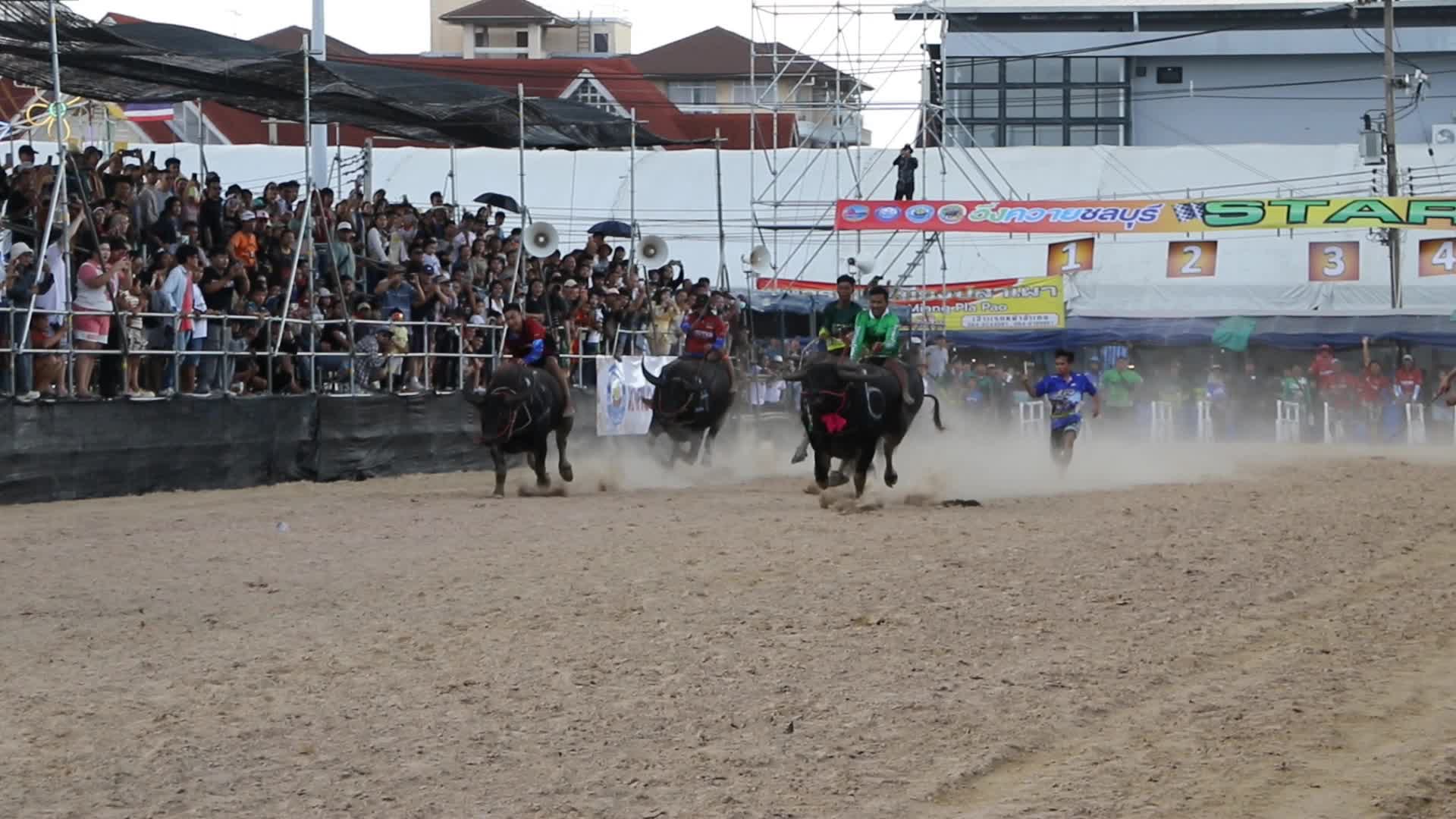 Buffalo race the annual festival in Chonburi province.