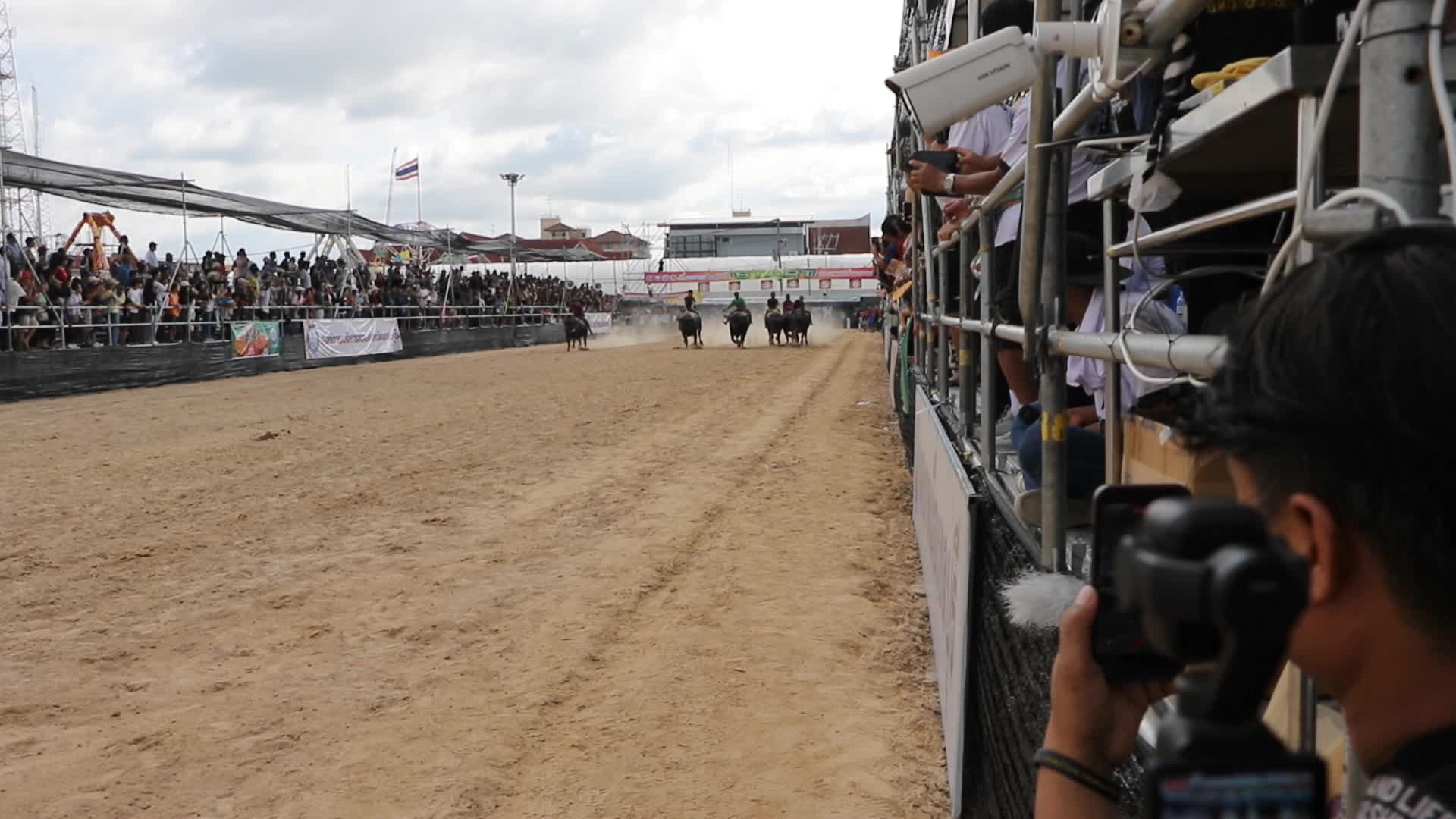 Buffalo race the annual festival in Chonburi province.