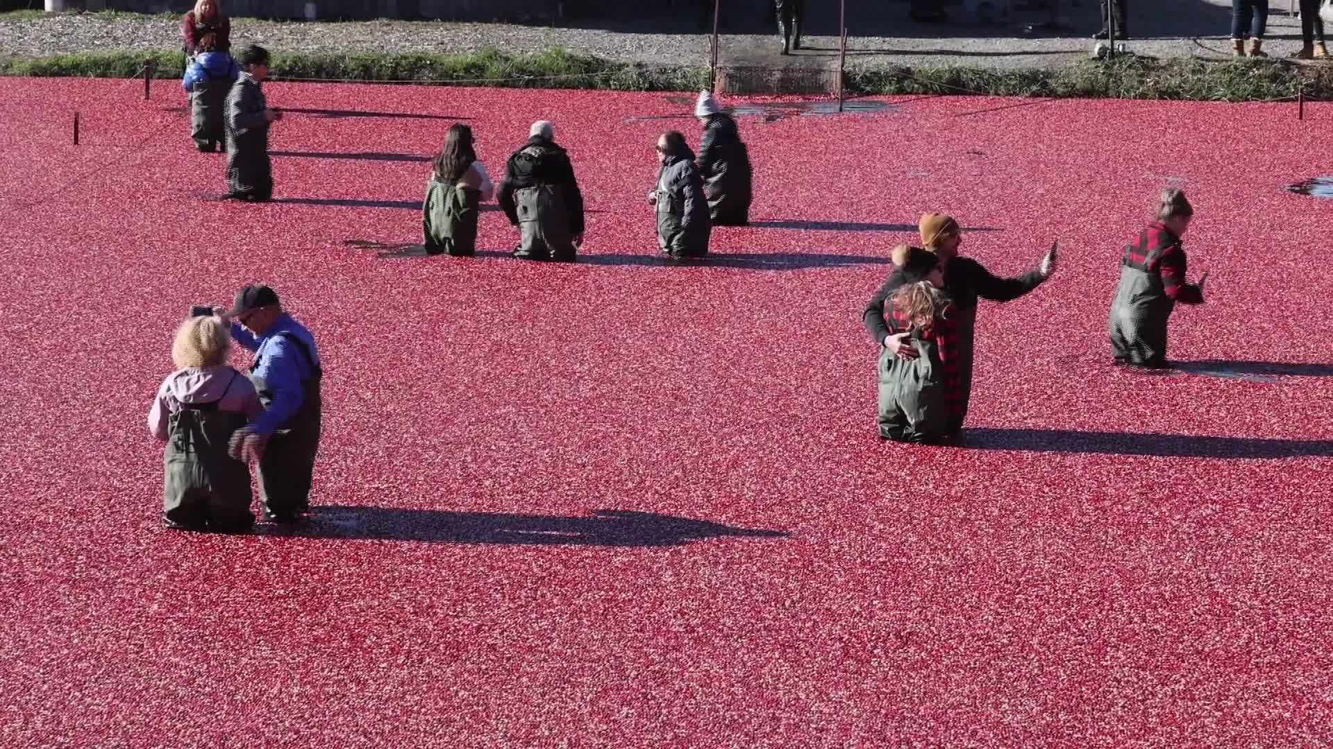 Cranberry Plunge - 10/17/2026