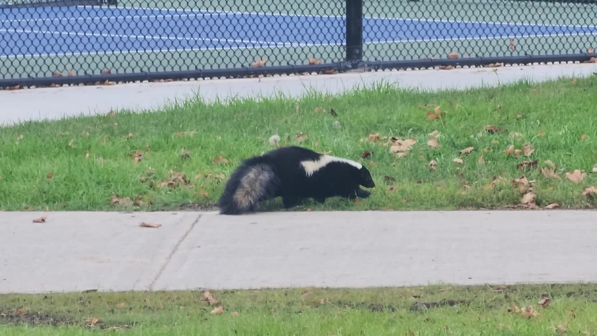 Skunks in Toronto