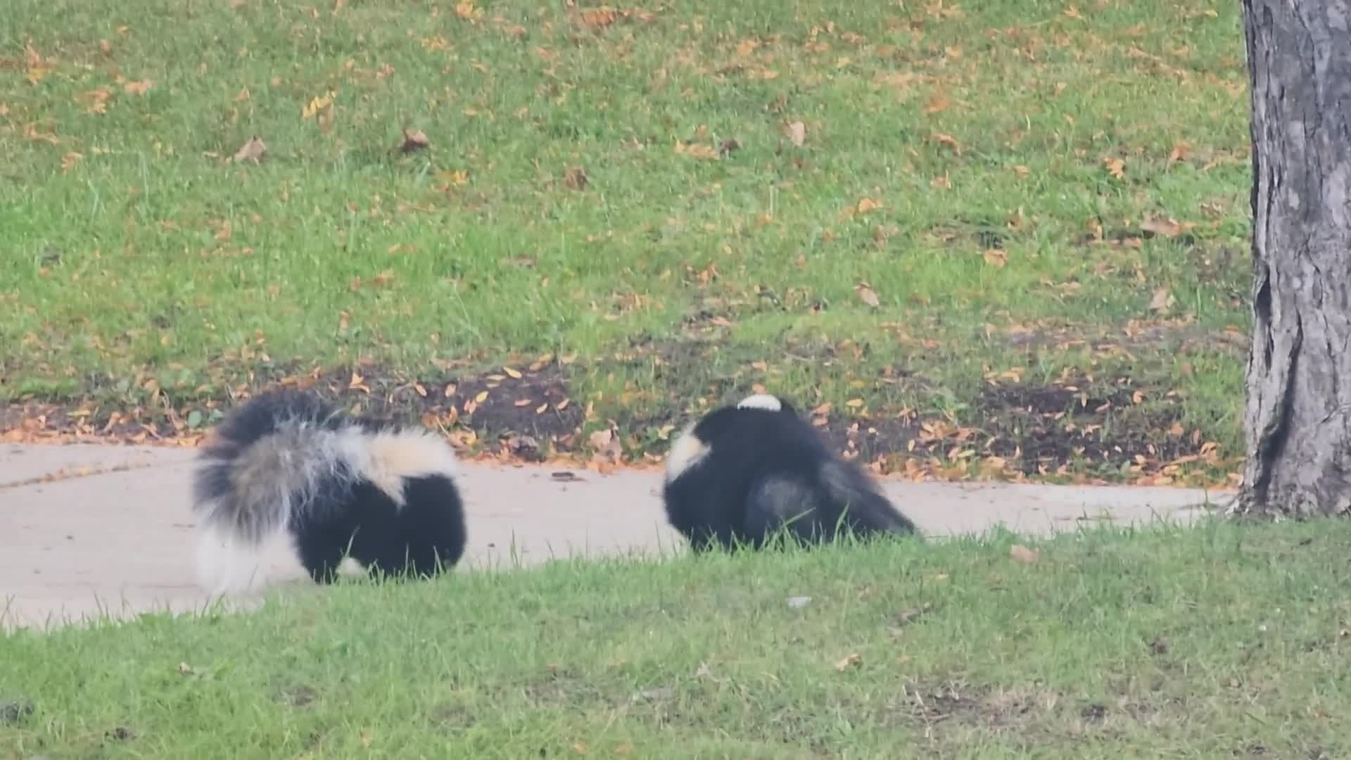Skunks in Toronto - 10/26/2026