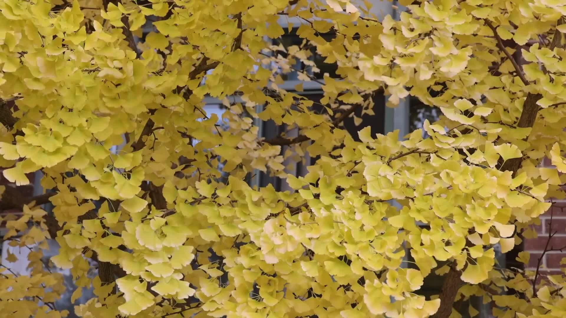 Autumn Season in Toronto