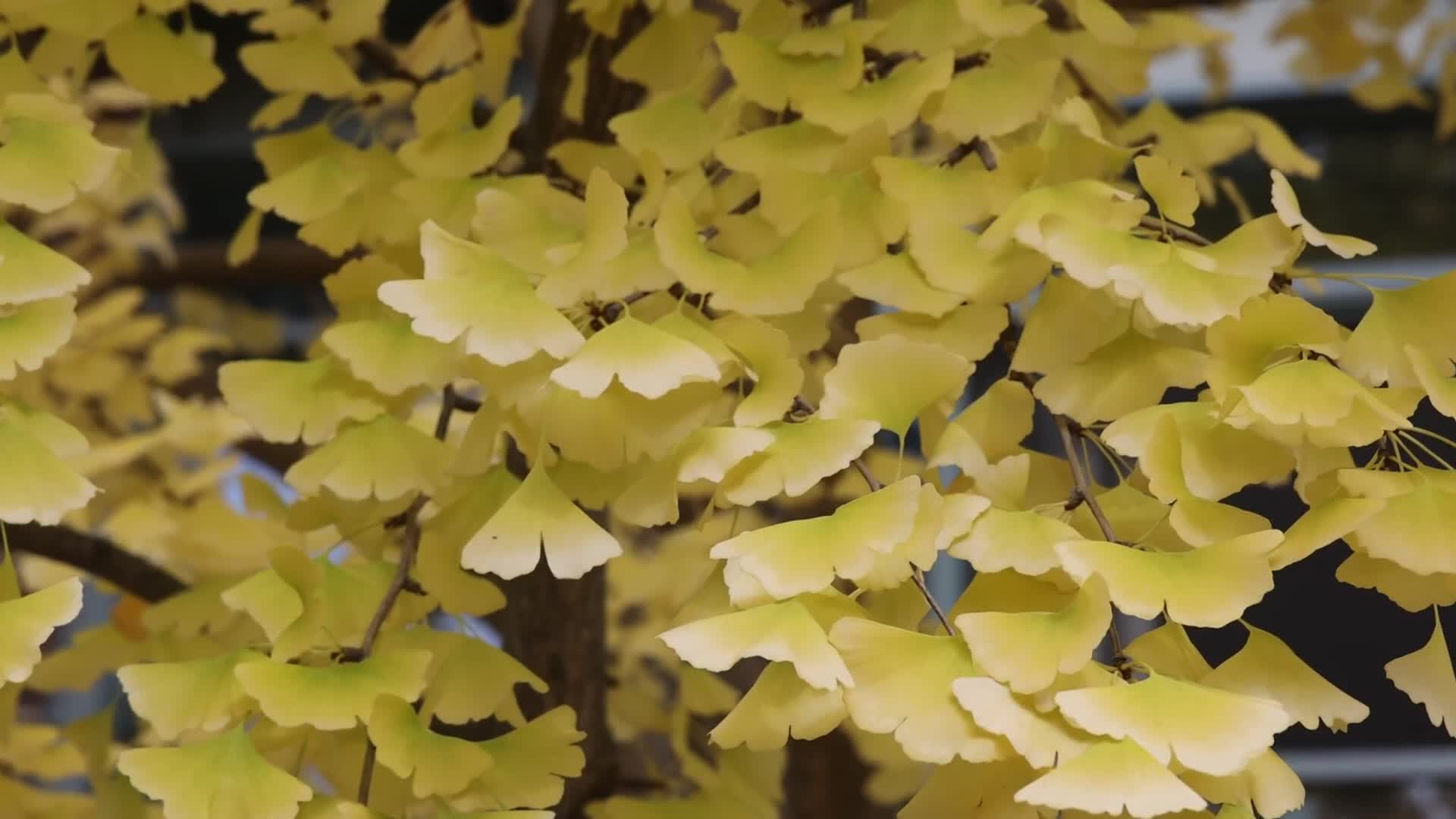 Autumn Season in Toronto
