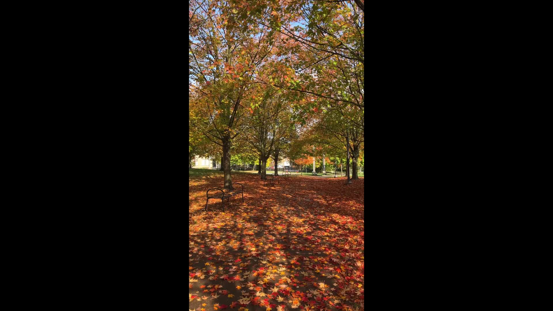 Autumn Season in Toronto