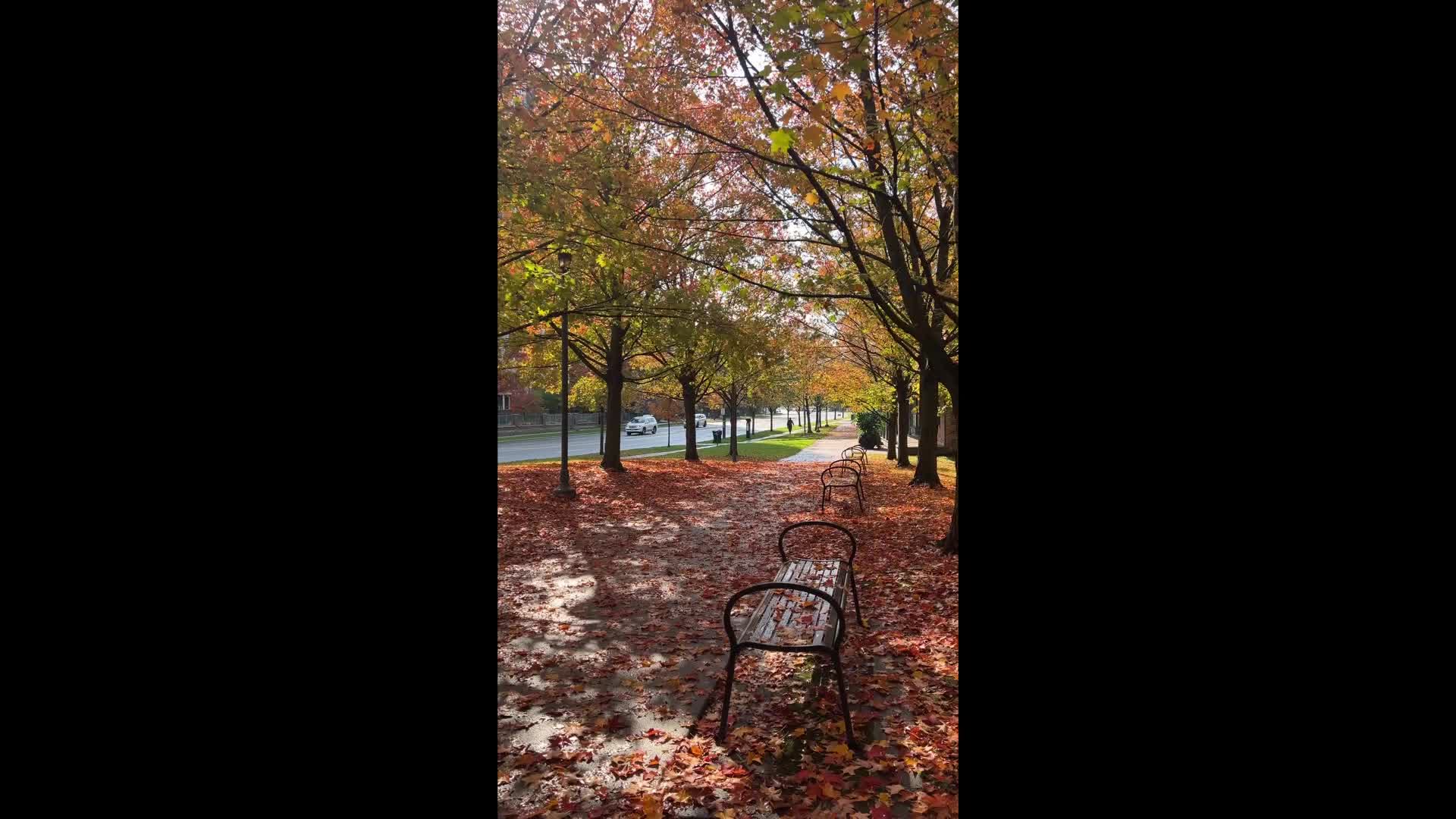 Autumn Season in Toronto