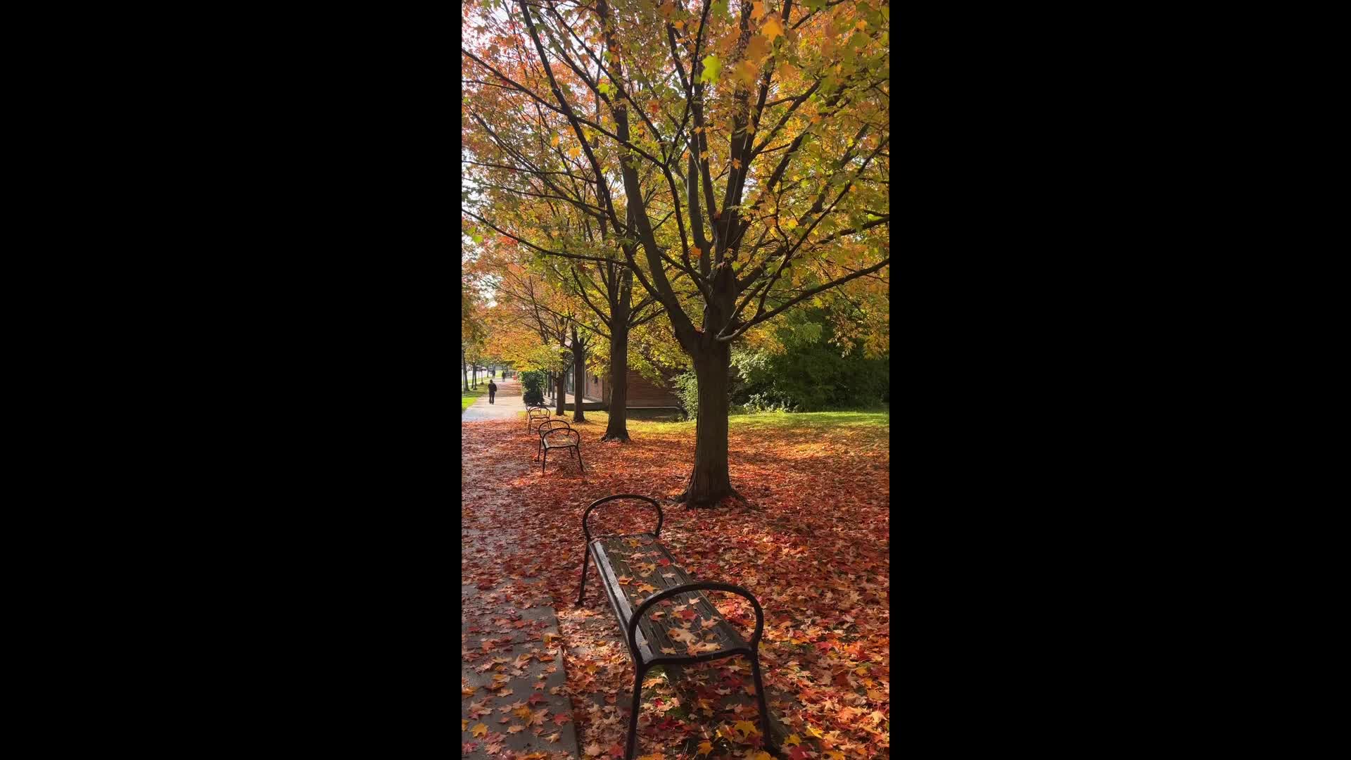 Autumn Season in Toronto