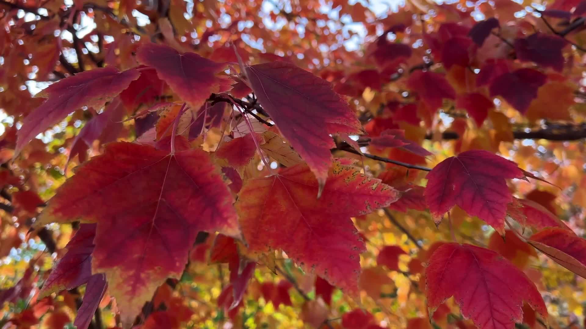 Autumn Season in Toronto