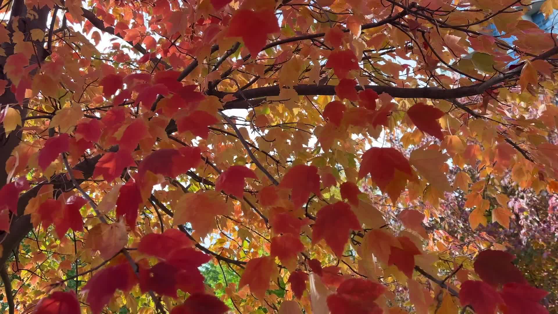 Autumn Season in Toronto