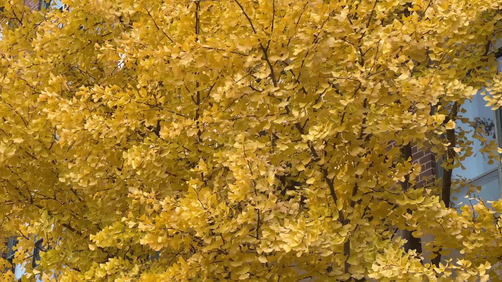 Autumn Season in Toronto