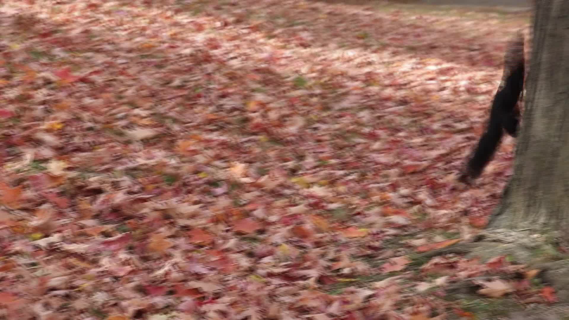Autumn Season in Toronto - 10/25/2026