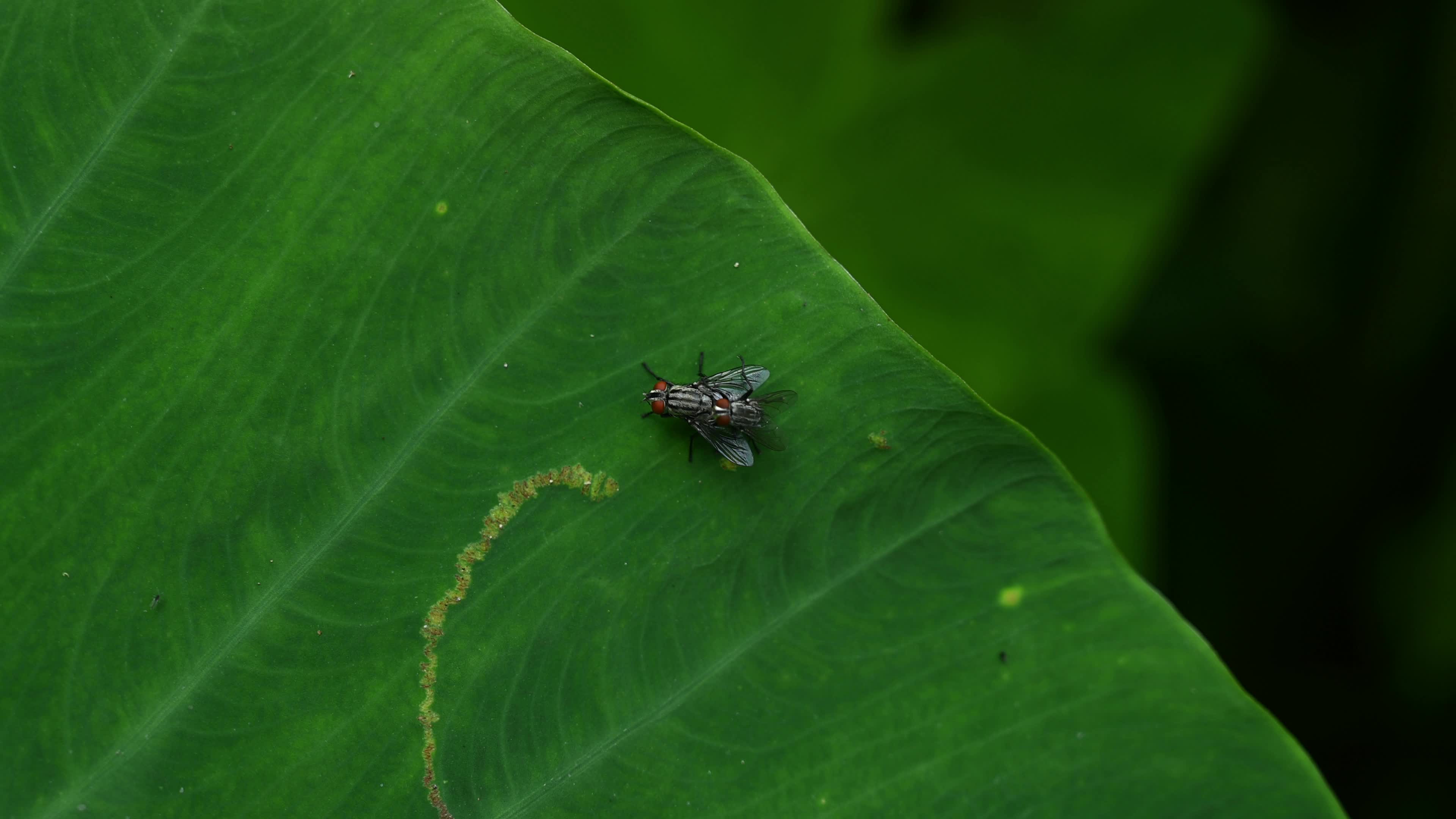 Flesh Flies (Sarcophagidae) - Fly breeding - Disease Vector - Animal India