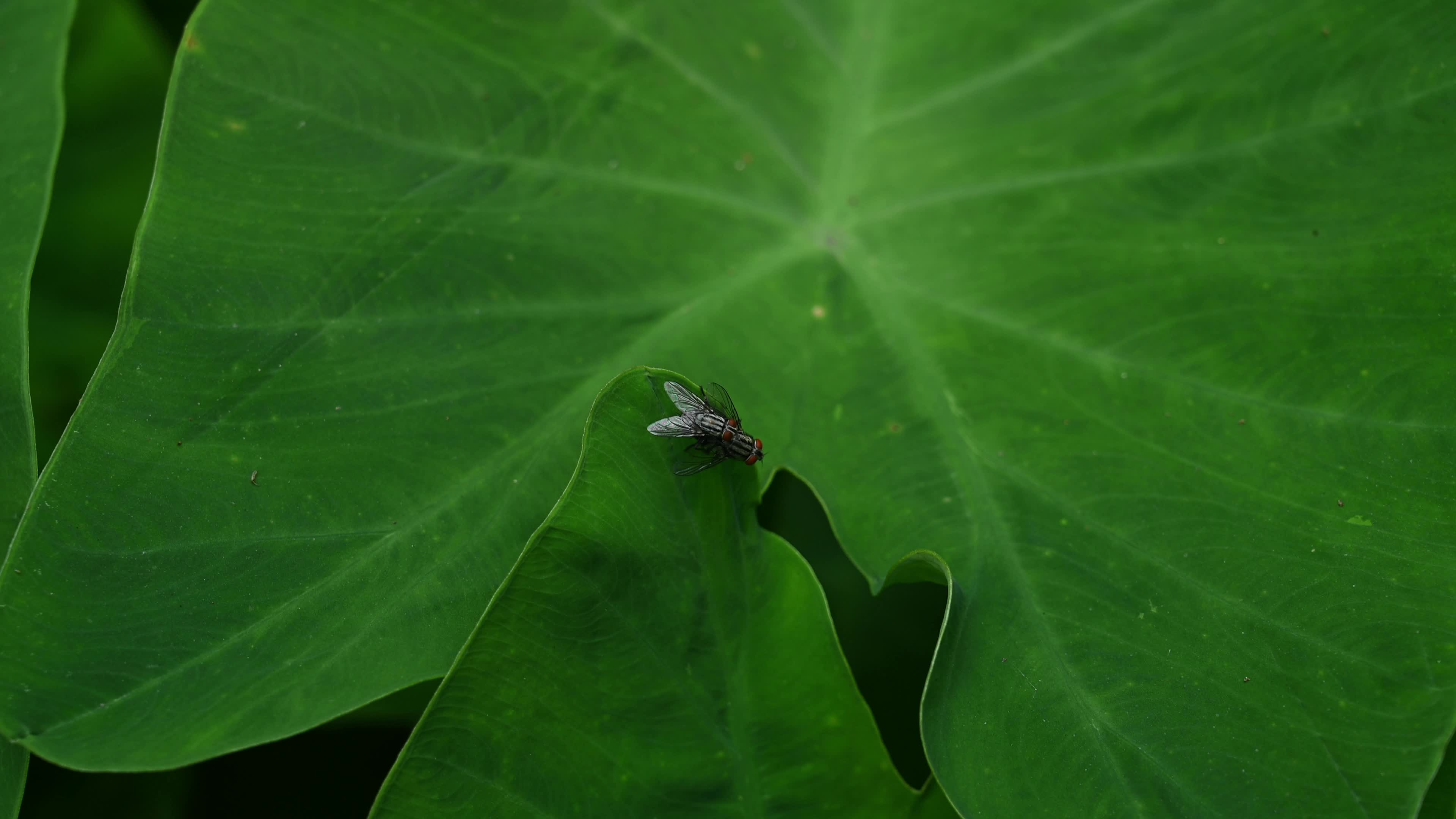 Flesh Flies (Sarcophagidae) - Fly breeding - Disease Vector - Animal India