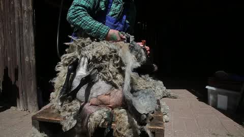 Sheep Shaving At Bydgoszcz Zoo