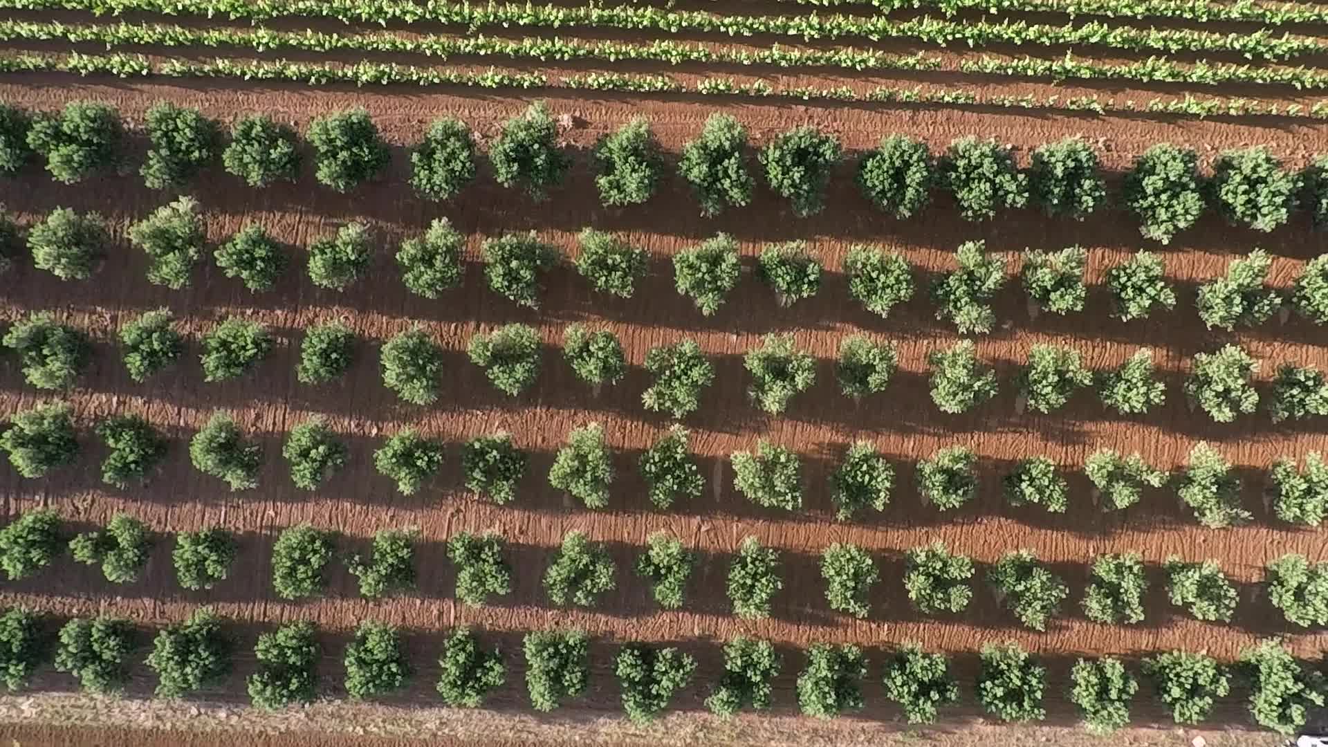 Italy Olive Trees