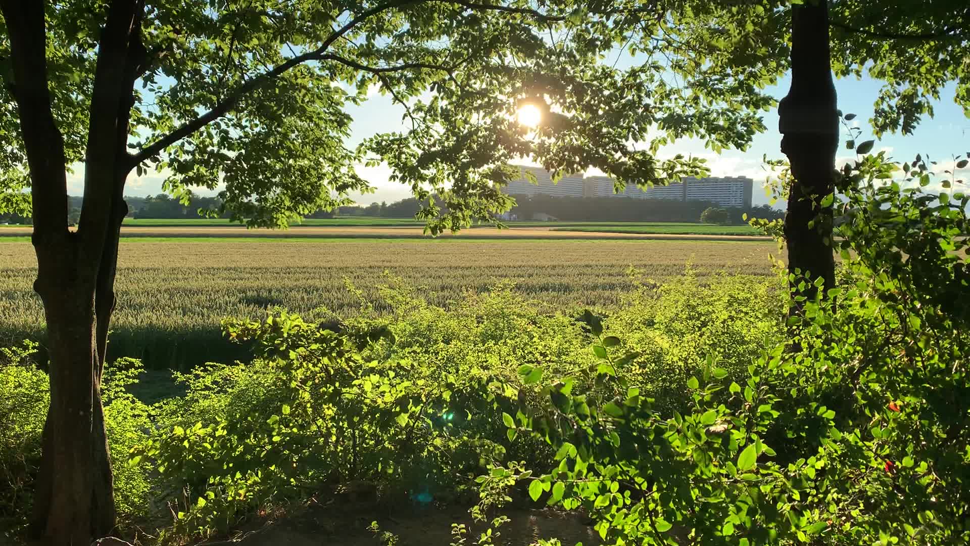 Nature in Stuttgart, Germany