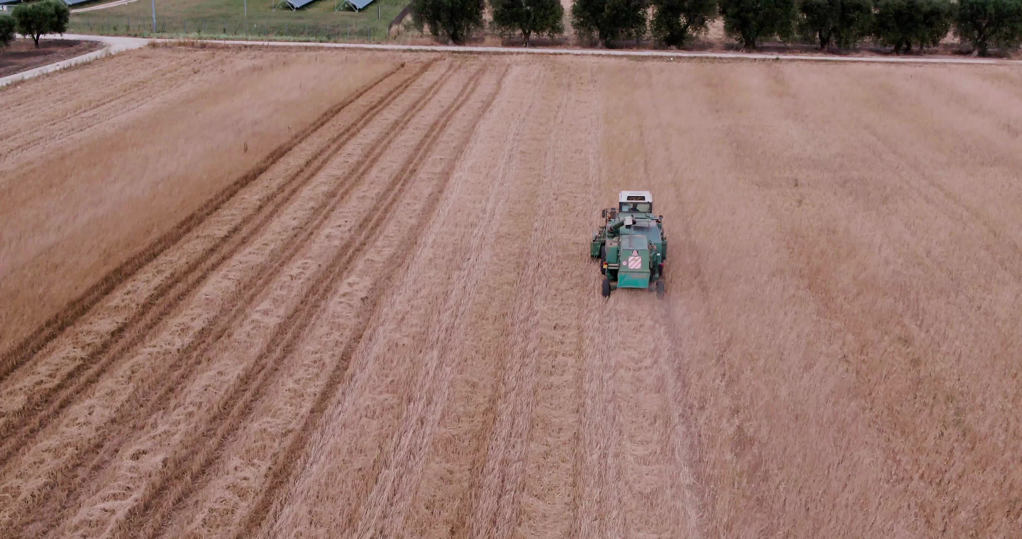 Wheat Harvest In Puglia