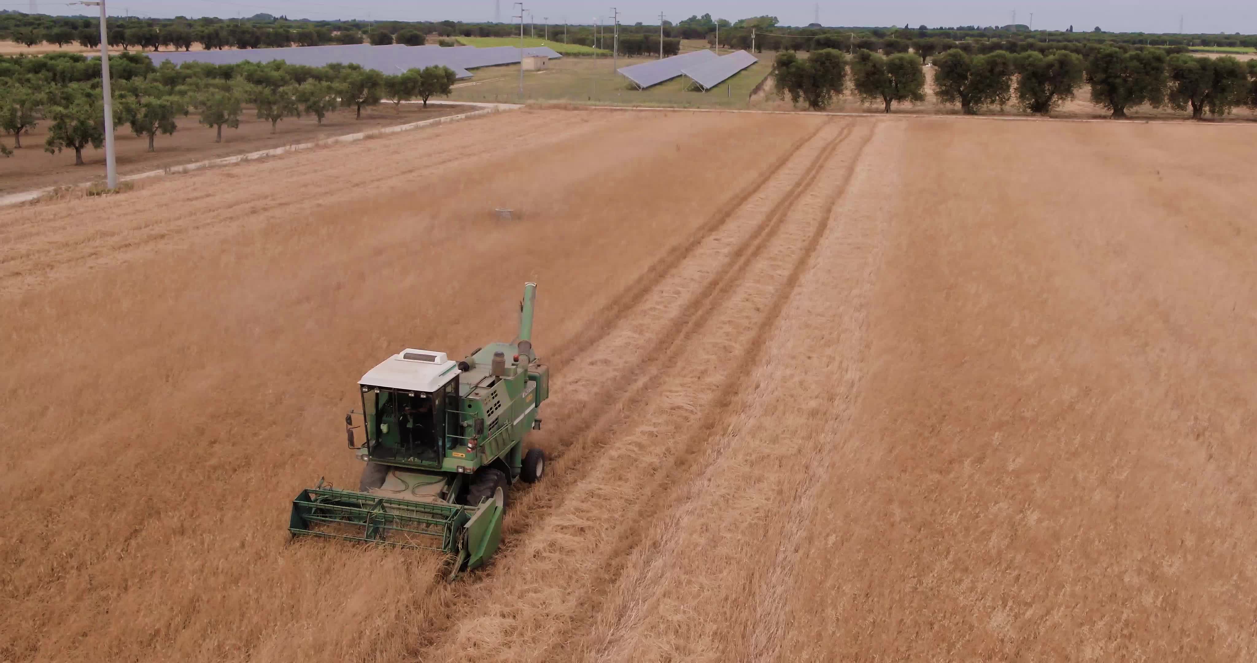 Wheat Harvest In Puglia