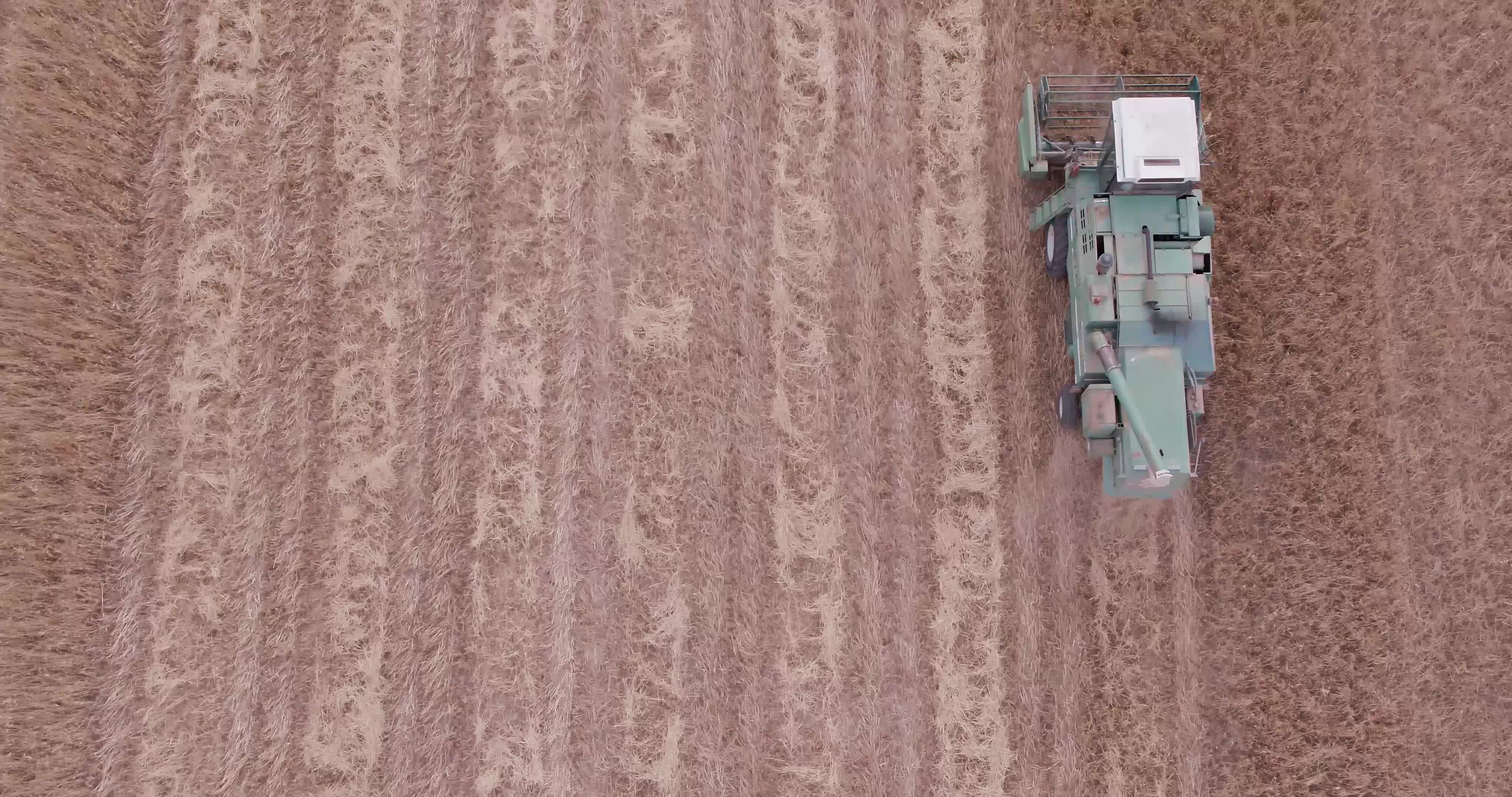 Wheat Harvest In Puglia