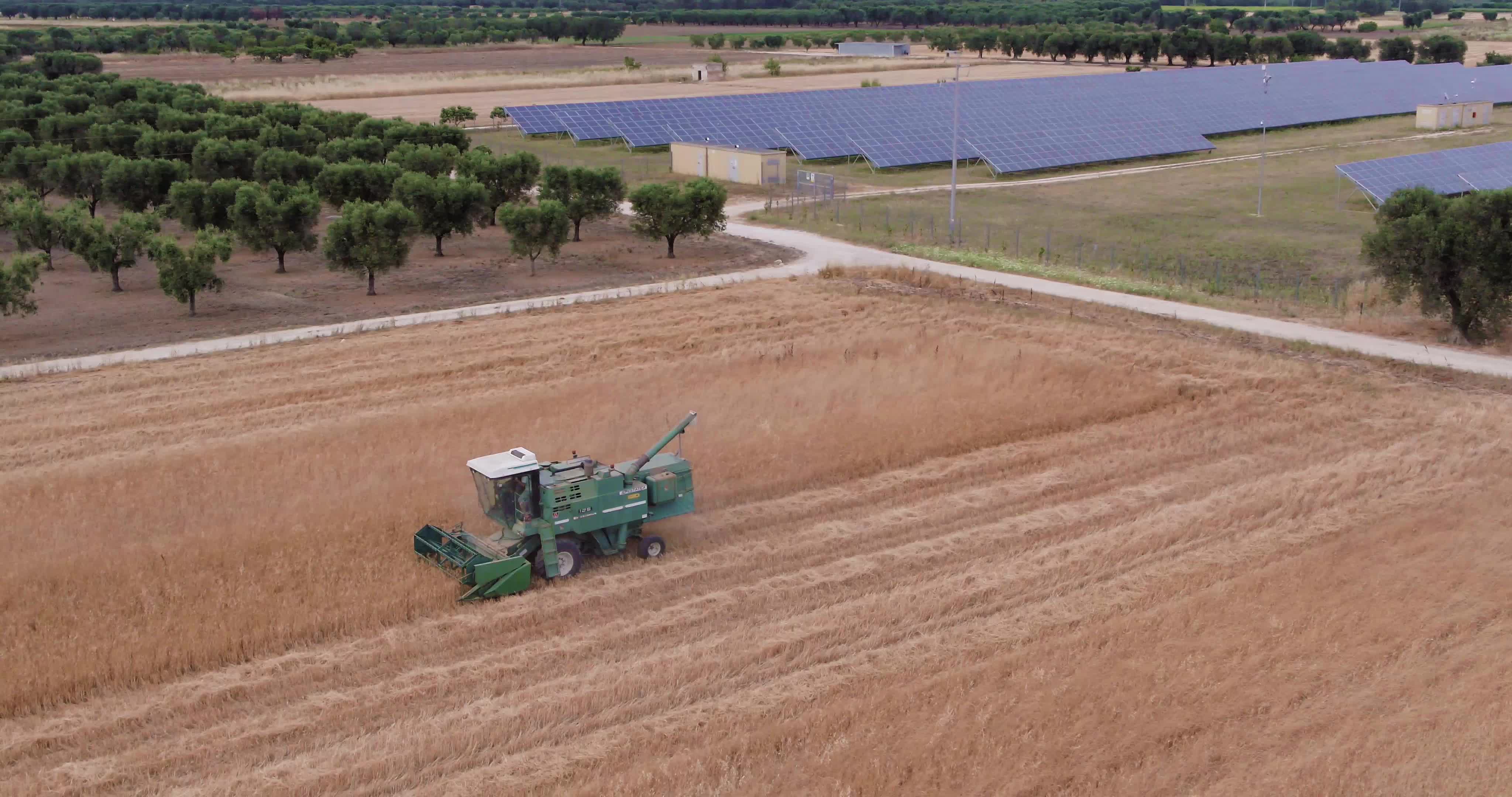 Wheat Harvest In Puglia