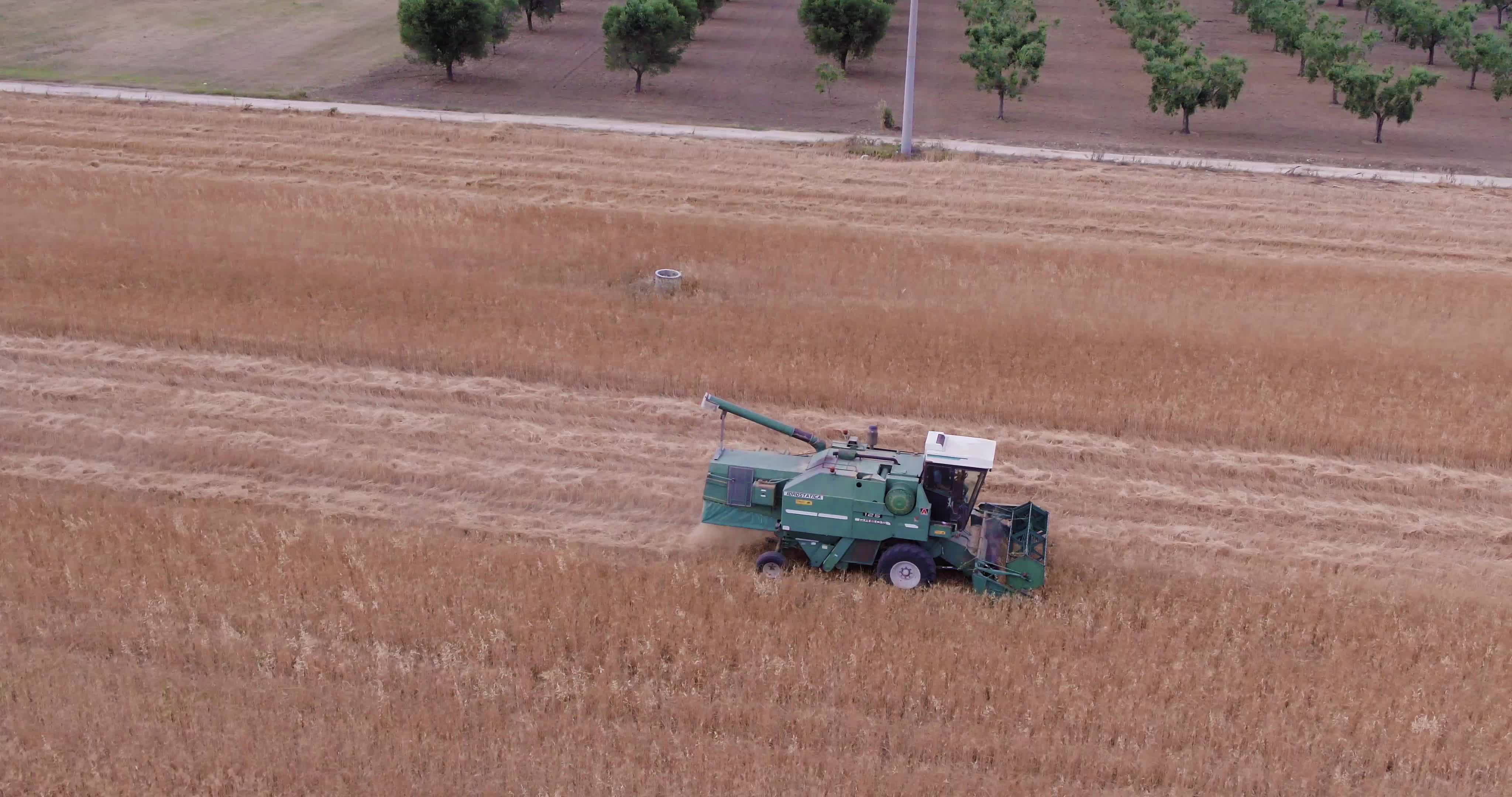 Wheat Harvest In Puglia